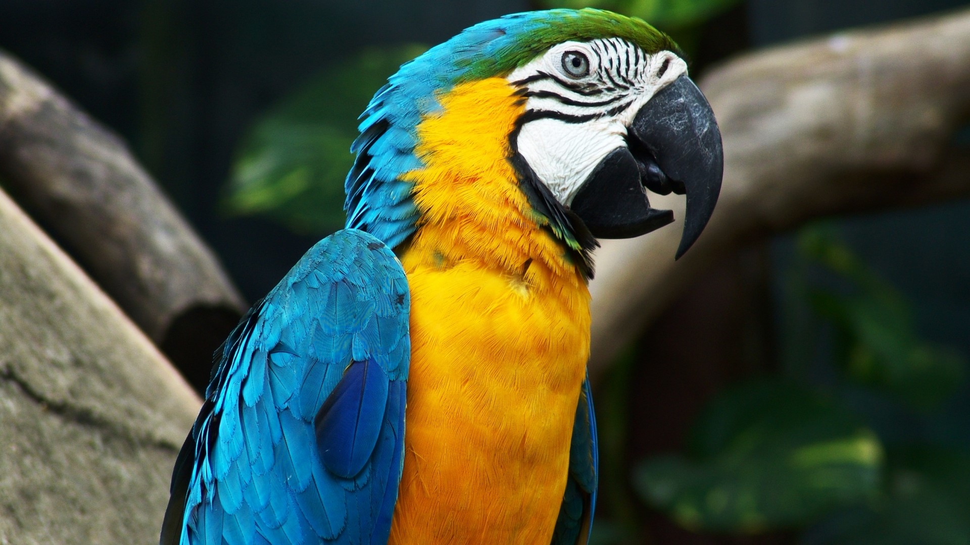 Blue and yellow macaw perched on a branch HD Wallpaper