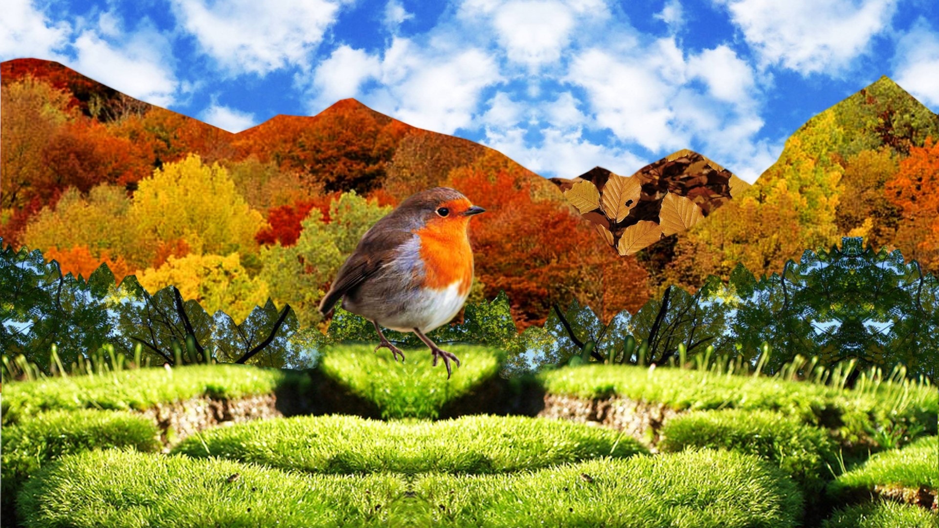 Robin bird in autumn forest landscape HD Wallpaper