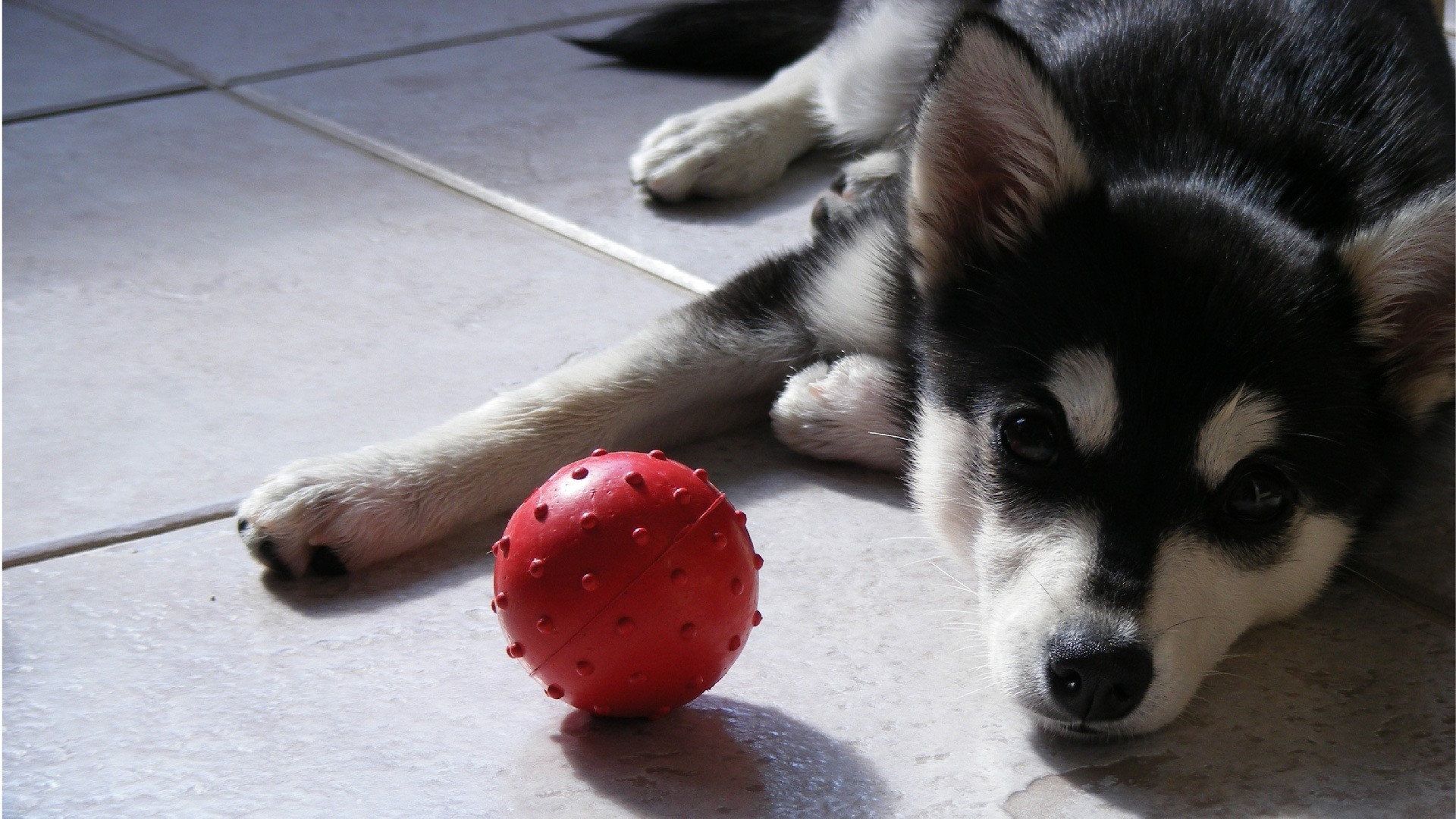 Husky puppy with a red ball HD Wallpaper