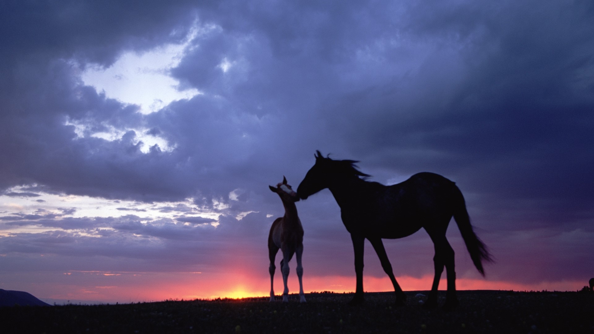 Horse and colt silhouetted against sunset sky HD Wallpaper