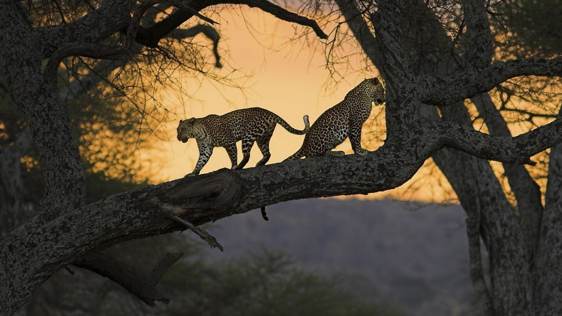 Two leopards on a tree branch at sunset HD Wallpaper