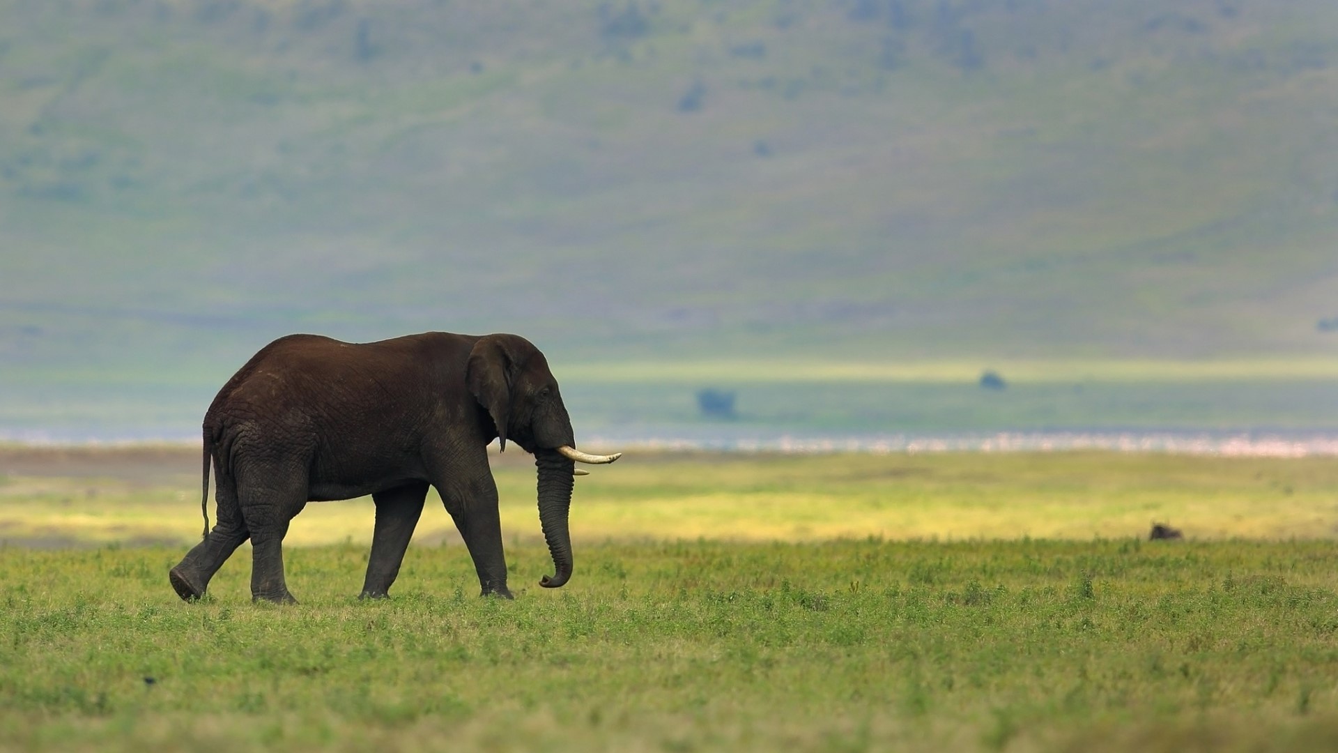 Lone elephant walking in a grassy plain HD Wallpaper