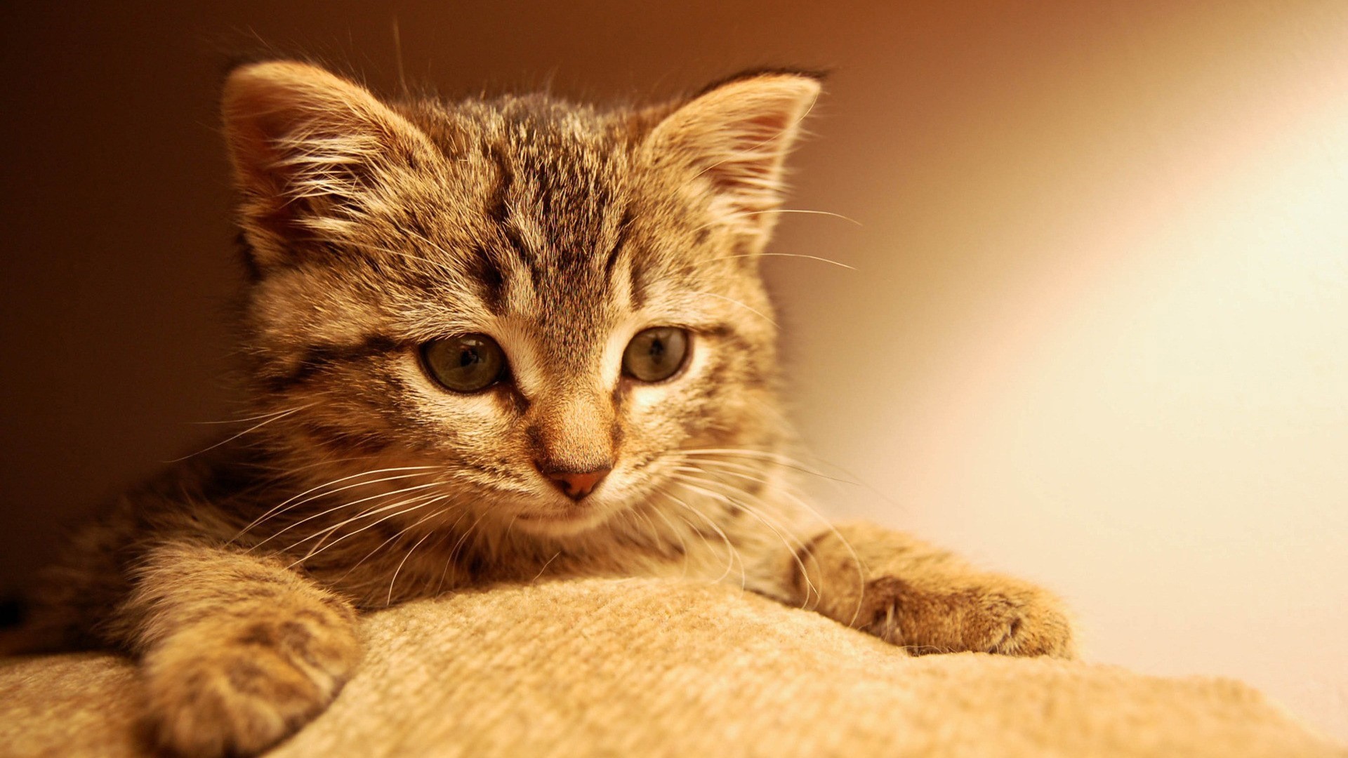 Kitten resting on a textured surface HD Wallpaper