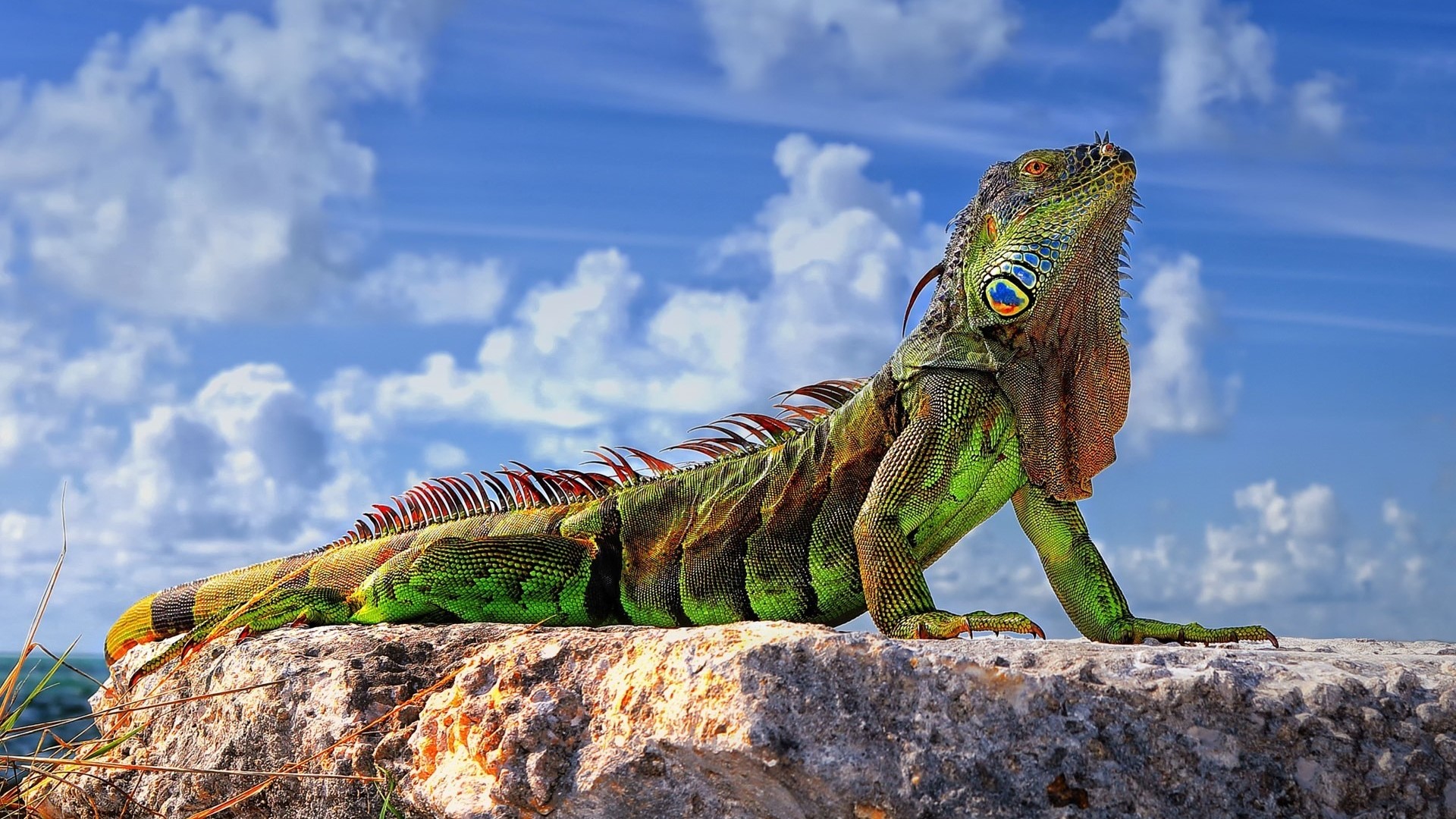 Green Iguana on a Rock with Blue Sky HD Wallpaper