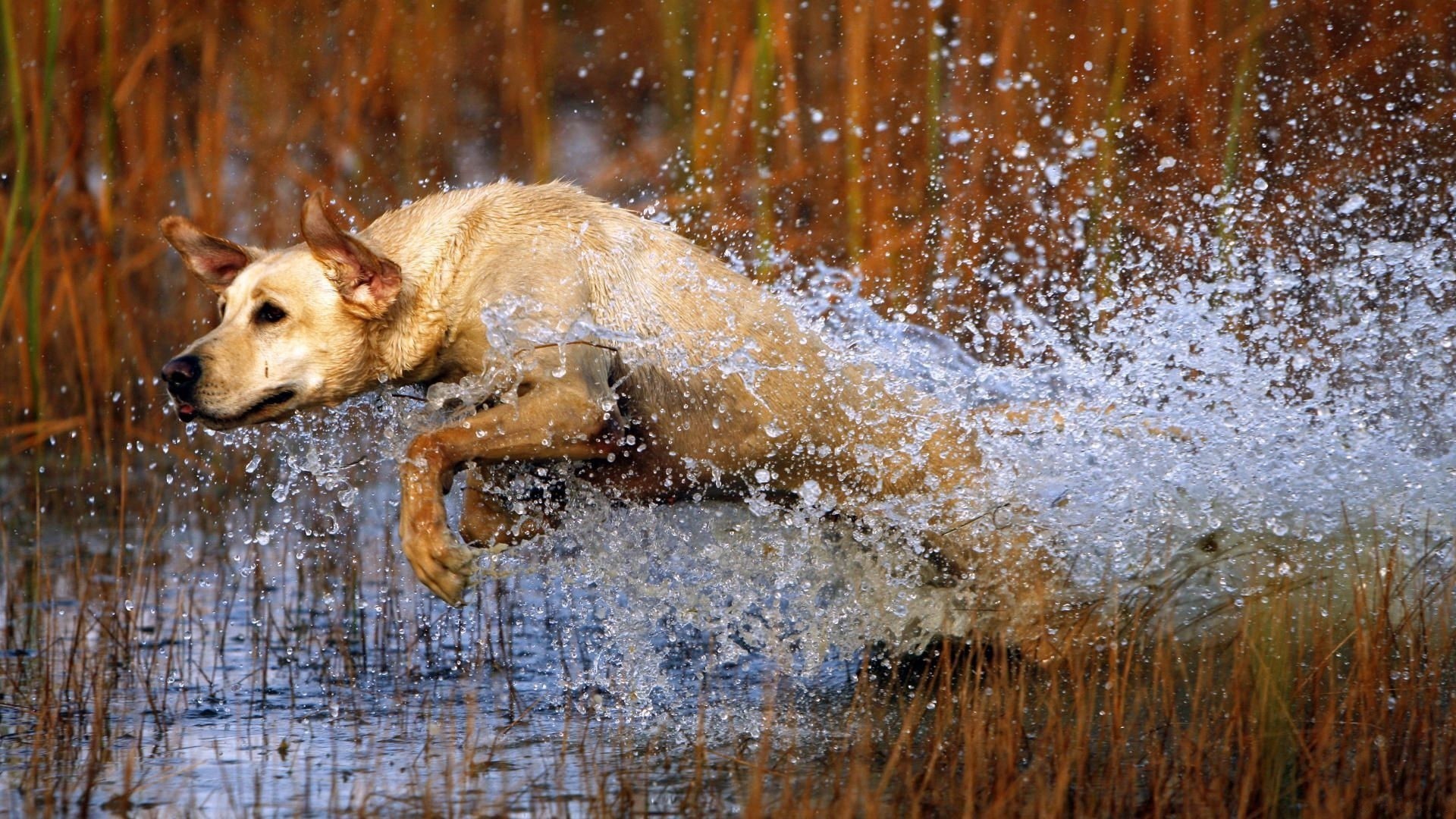 Labrador dog running through water and reeds HD Wallpaper
