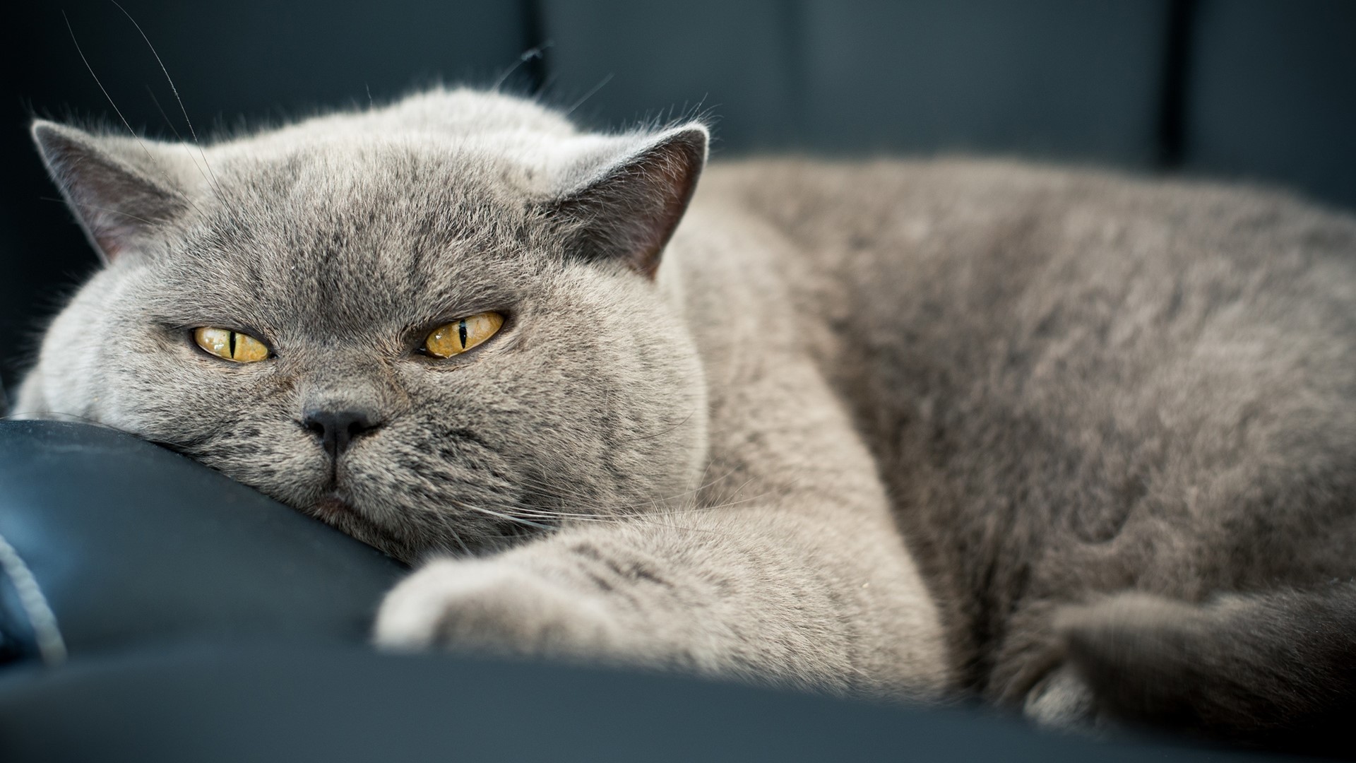 Lazy Gray British Shorthair Cat HD Wallpaper