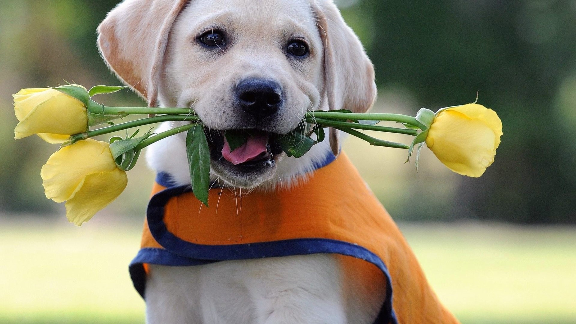Labrador puppy with yellow roses HD Wallpaper