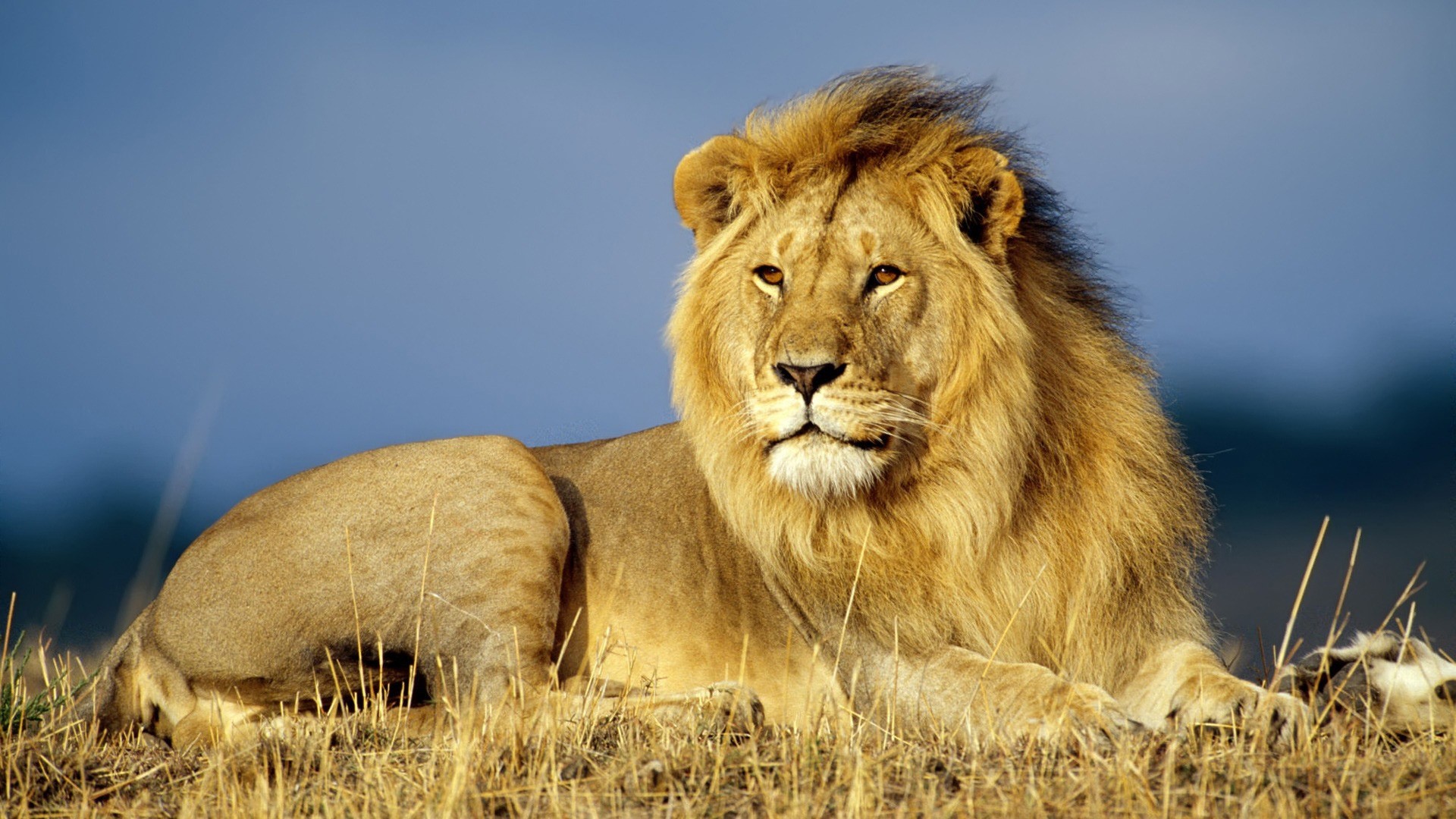 Lion resting on dry grass with blue sky HD Wallpaper