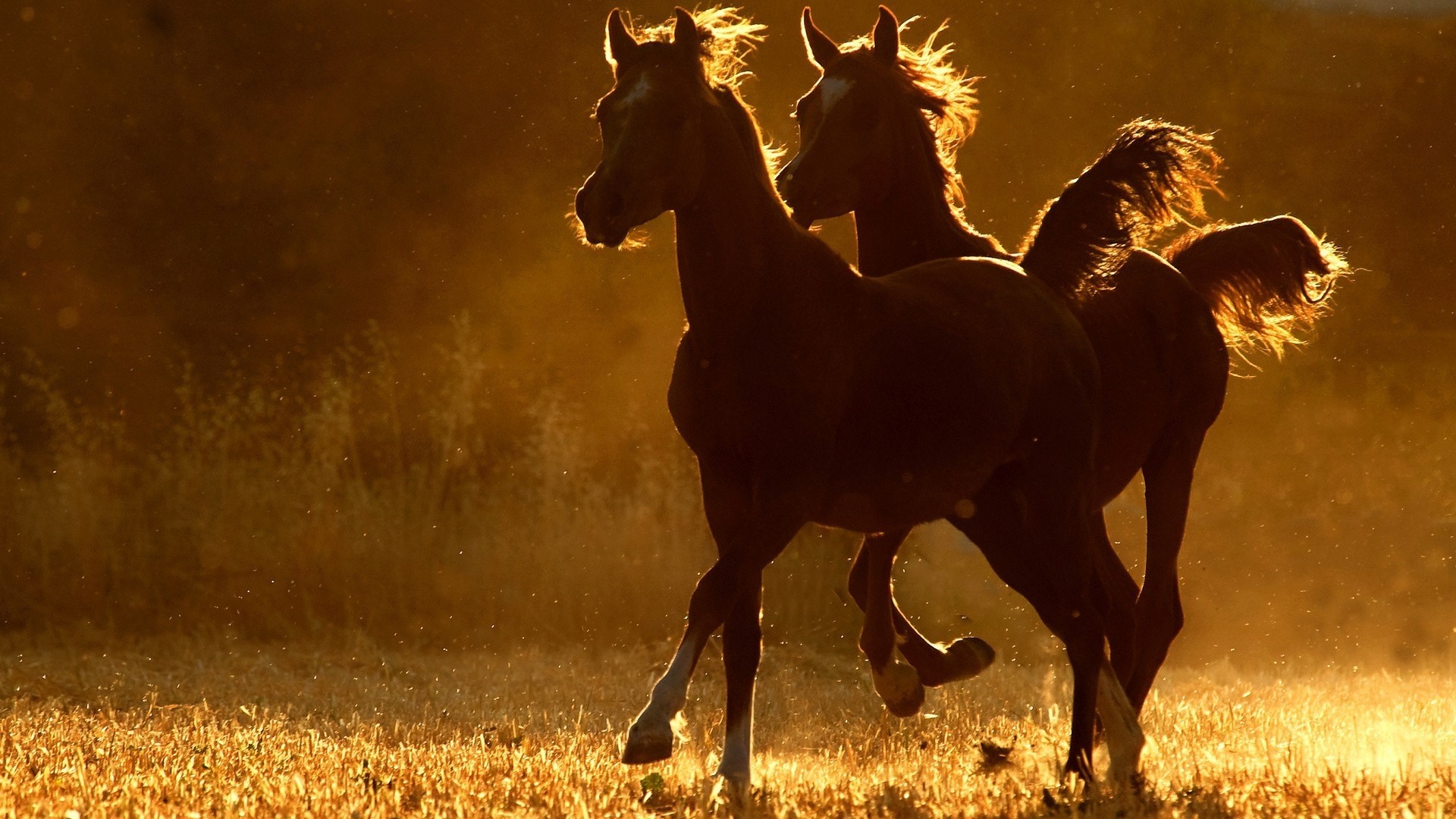 Two horses running in golden light HD Wallpaper