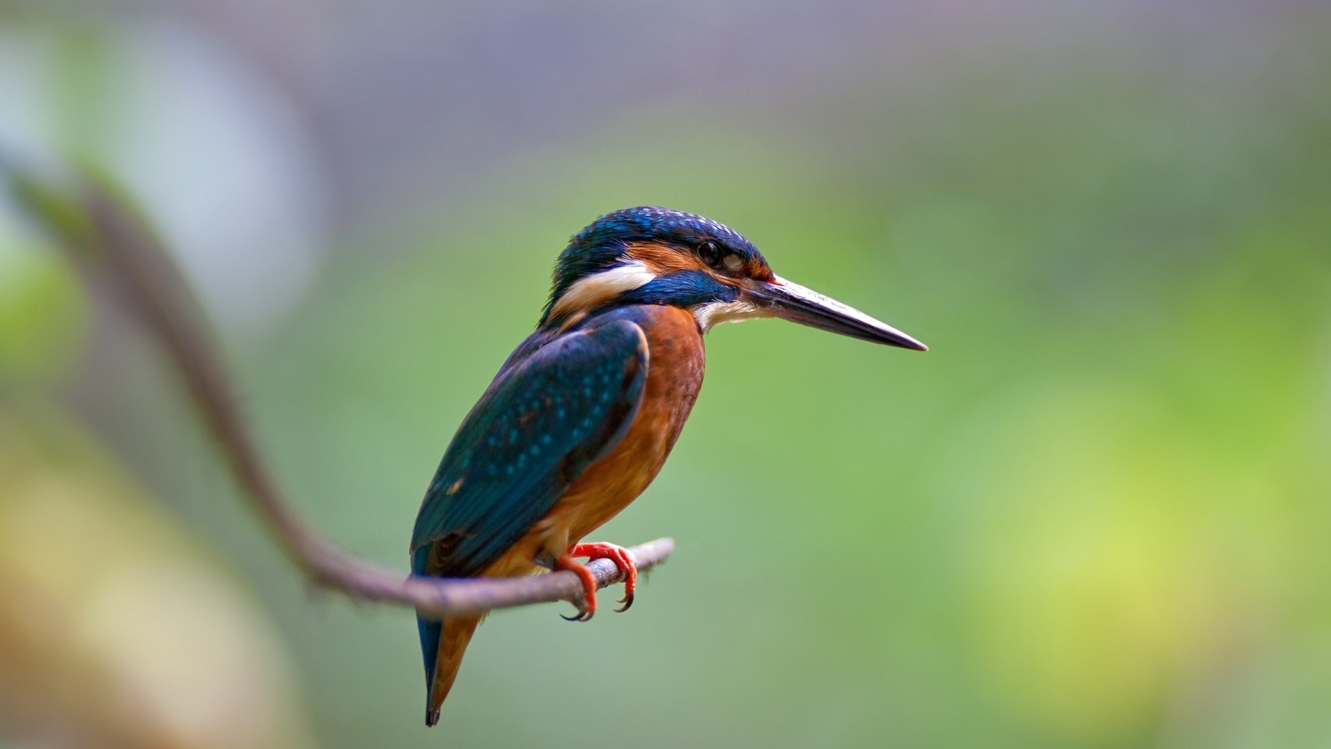 Kingfisher perched on a branch HD Wallpaper