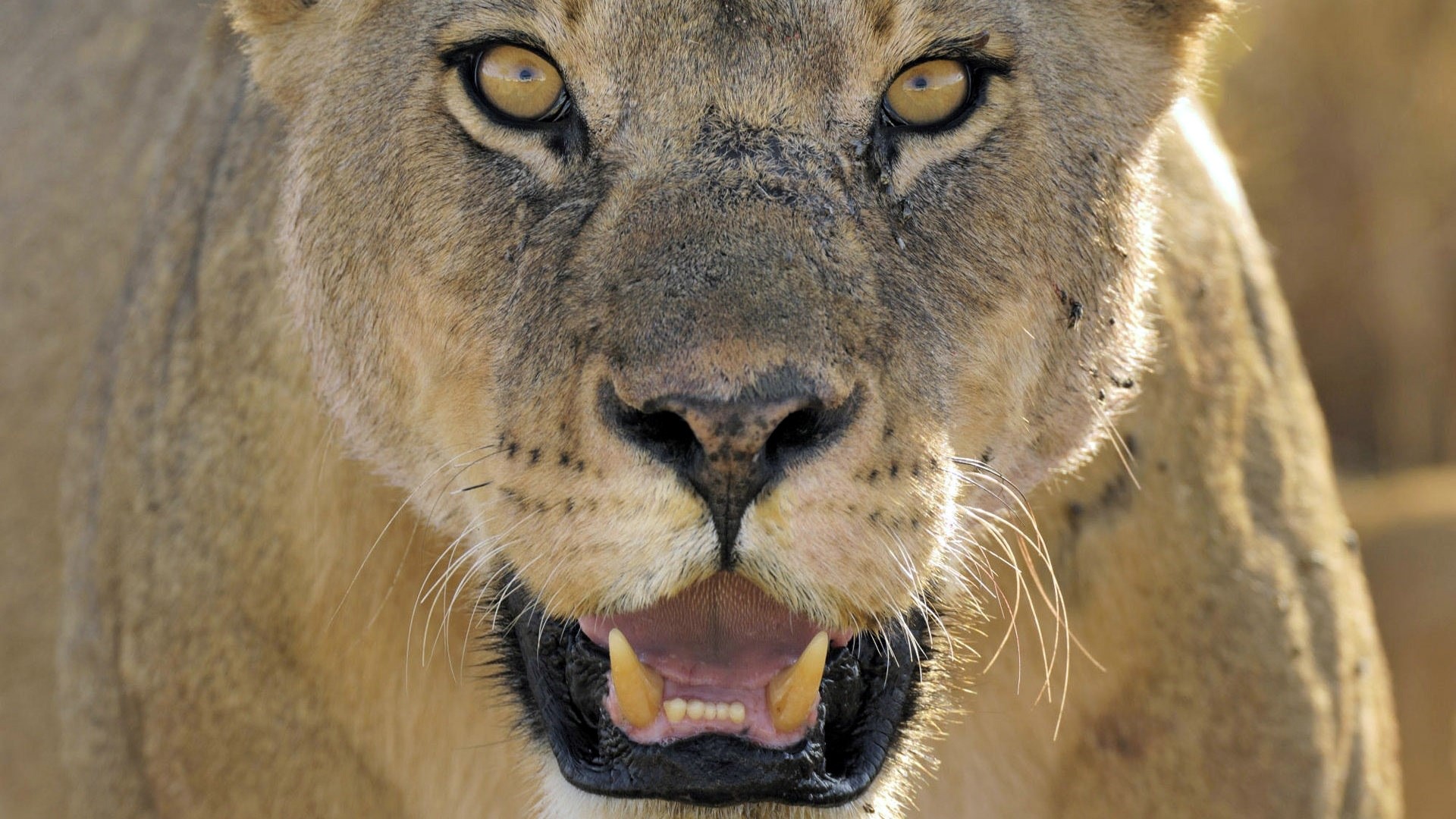 Close-up of a Lioness's face HD Wallpaper