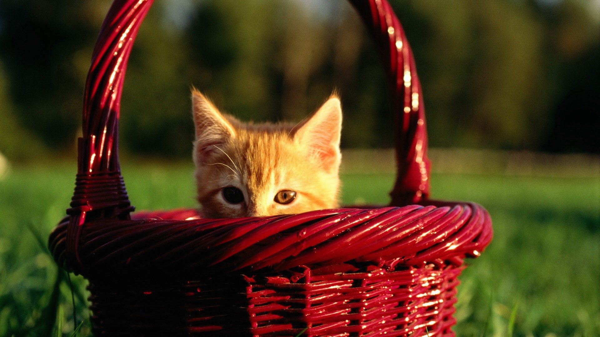Kitten peeking out of a red basket HD Wallpaper