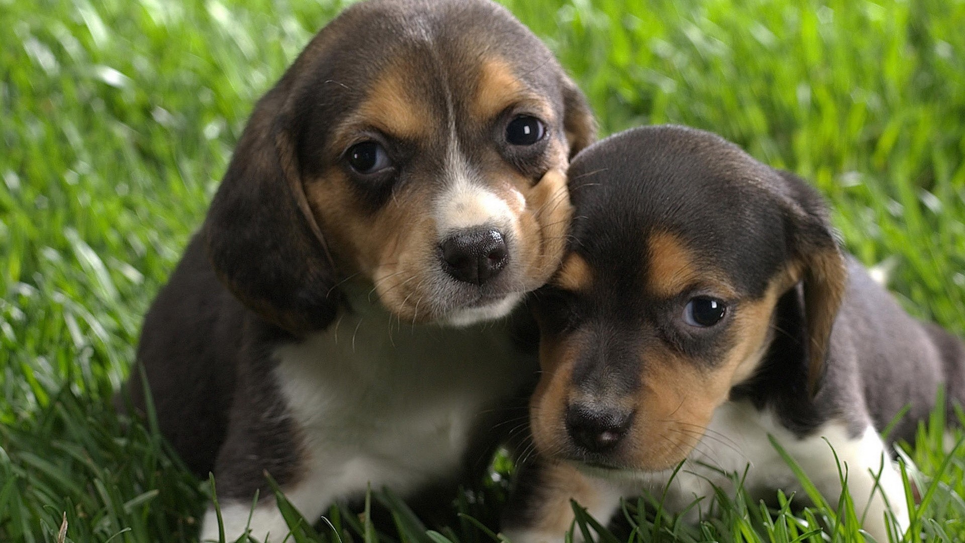 Two adorable Beagle puppies in grass HD Wallpaper