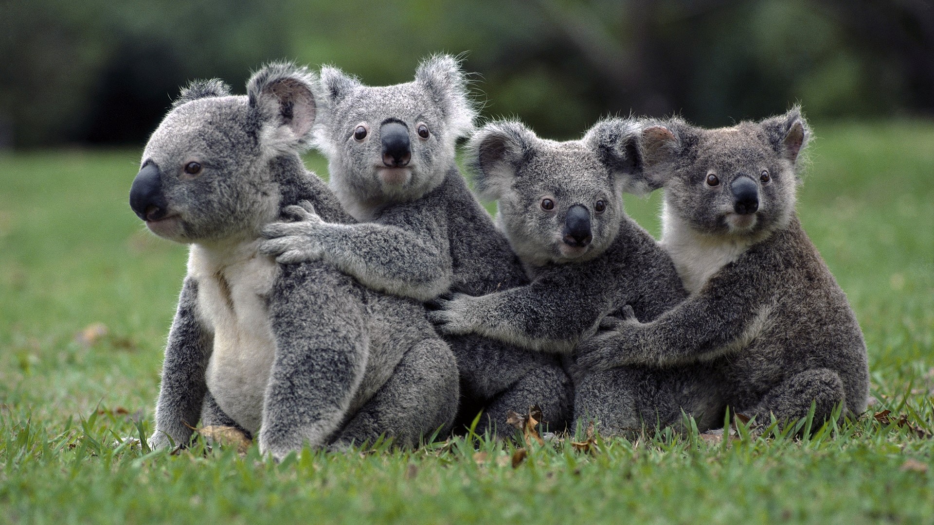 Four Koalas Sitting Together on Grass HD Wallpaper