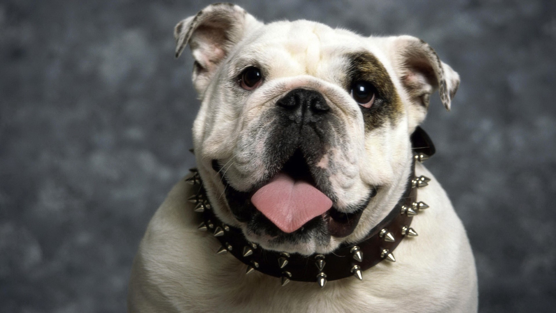 Happy Bulldog Wearing a Spike Collar HD Wallpaper
