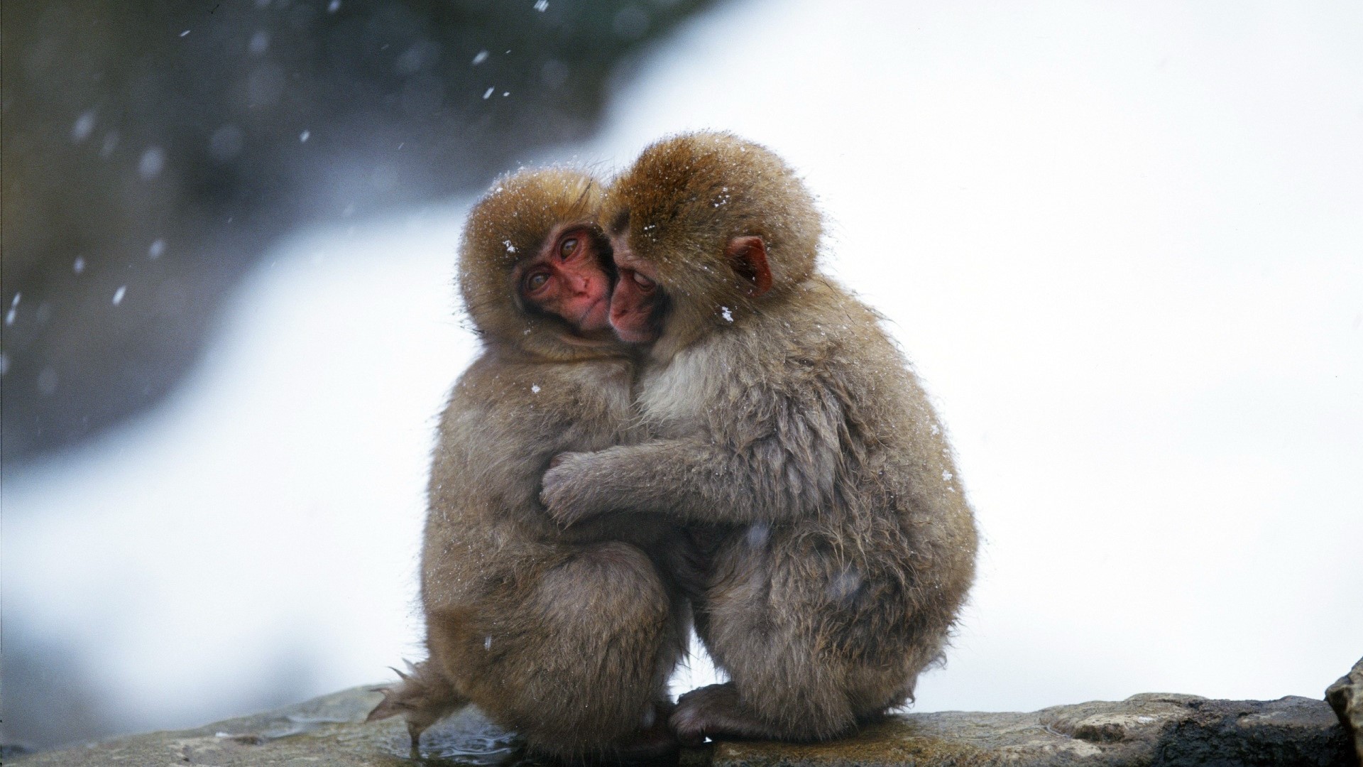 Two snow monkeys hugging in the snow HD Wallpaper