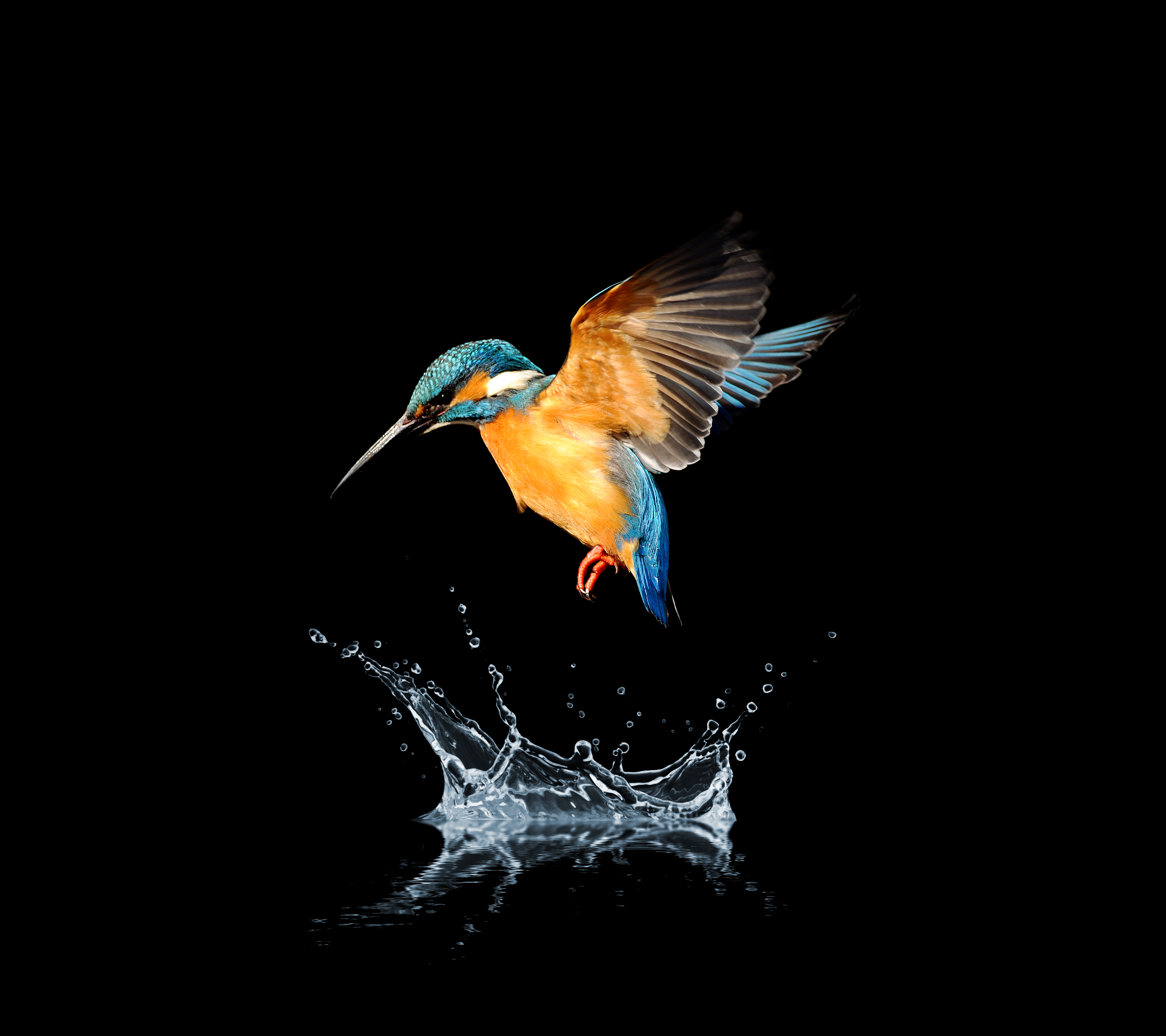 Kingfisher bird diving into water splash HD Wallpaper