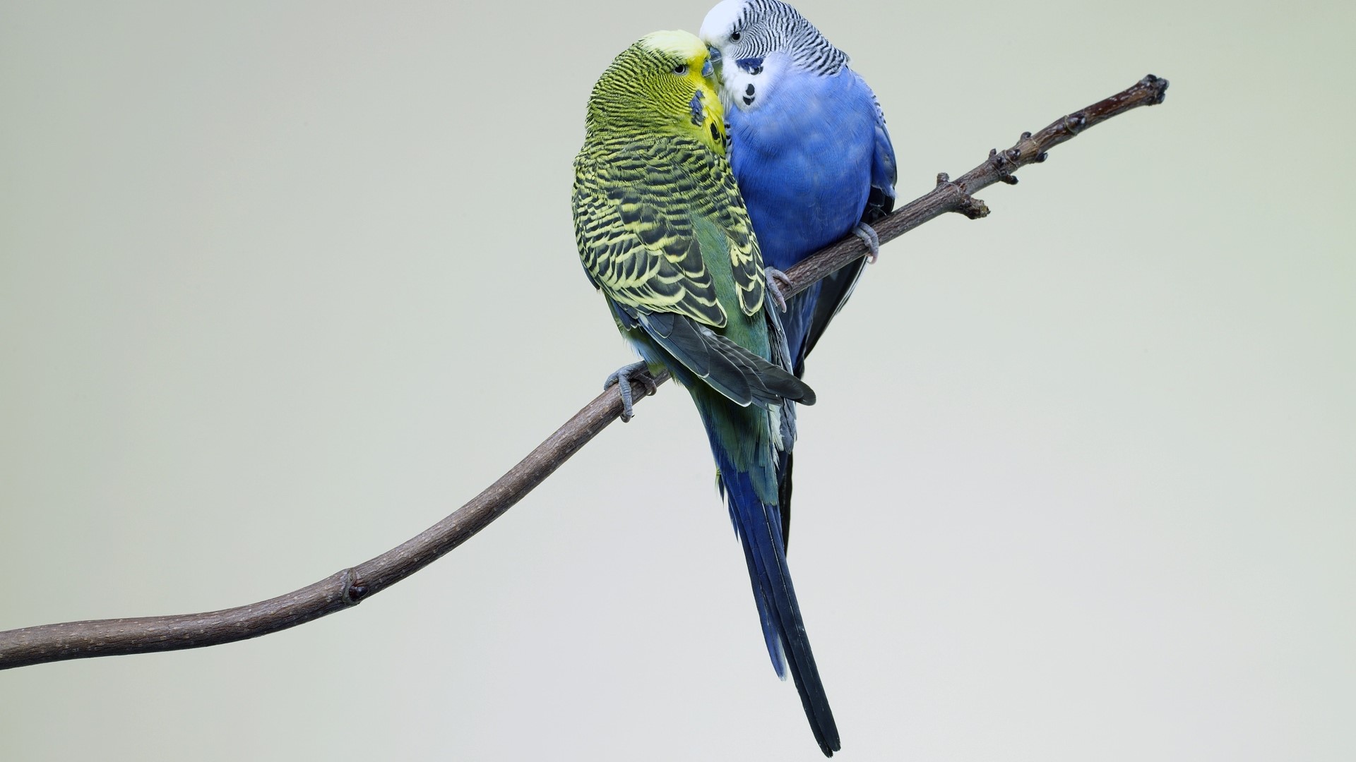 Two budgies kissing on a branch HD Wallpaper