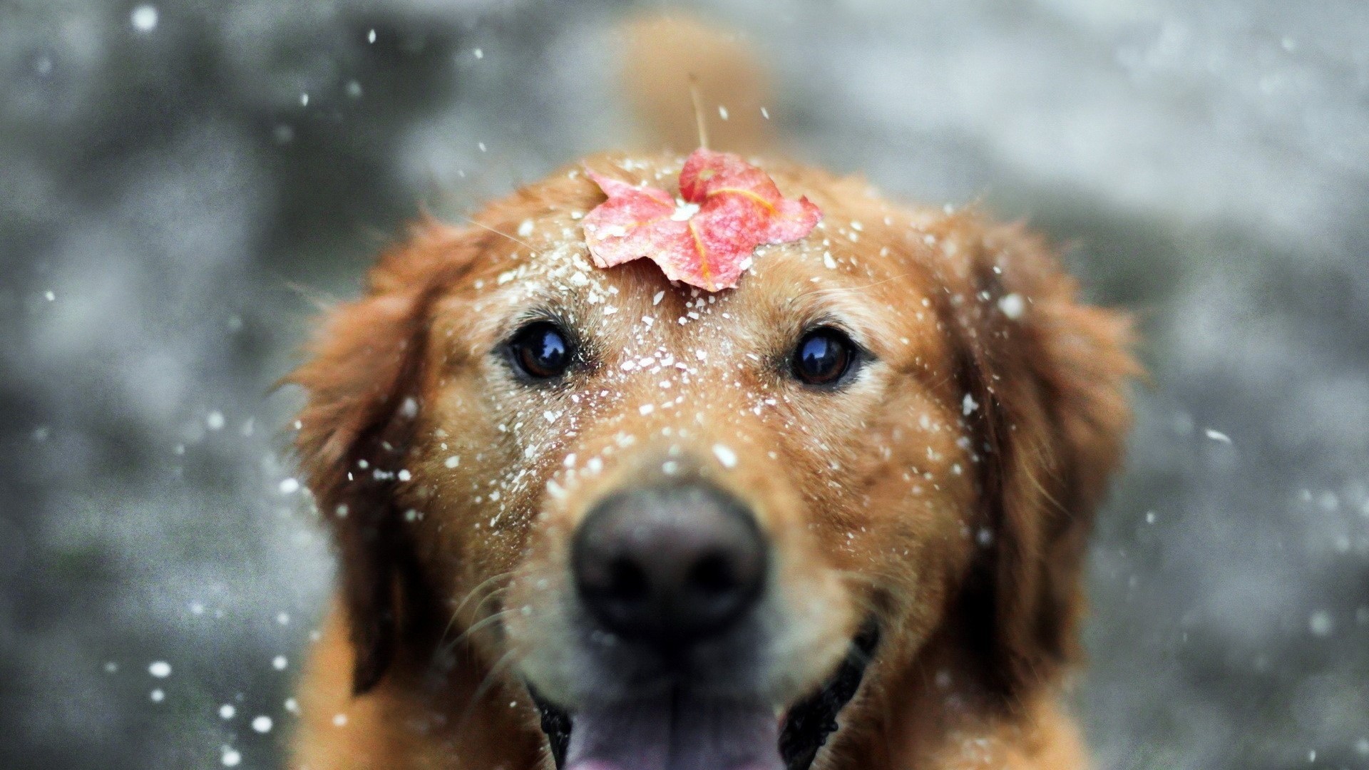 Golden Retriever dog with leaf in snow HD Wallpaper