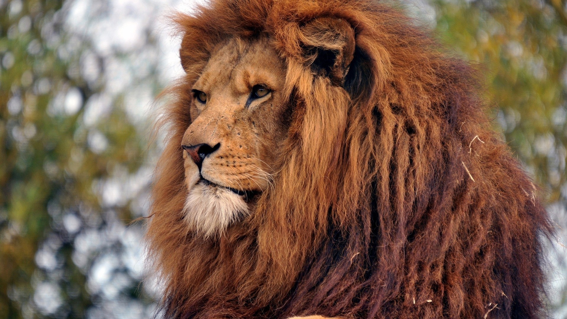 Lion with a mane HD Wallpaper