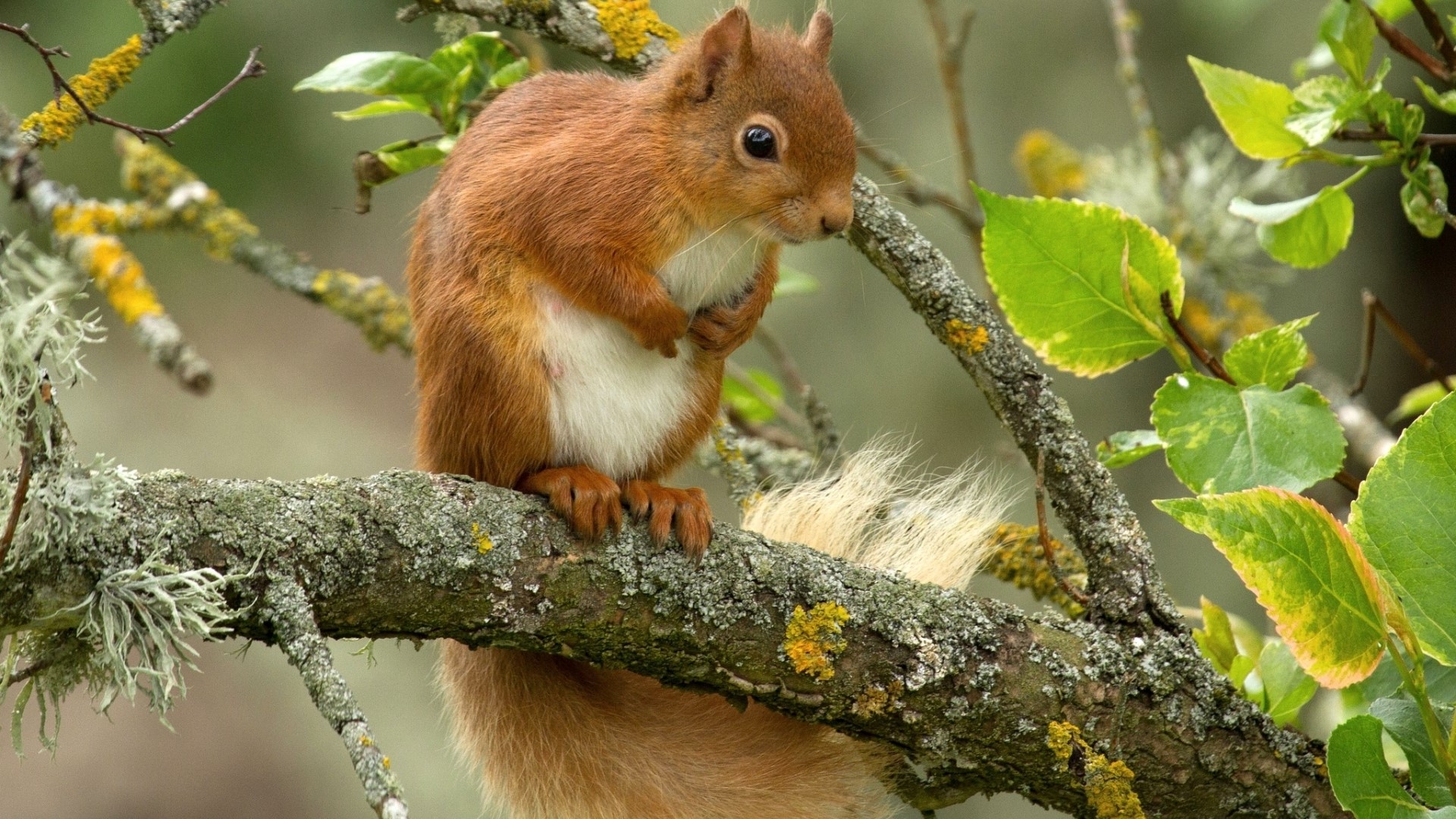 Red squirrel sitting on a mossy tree branch HD Wallpaper