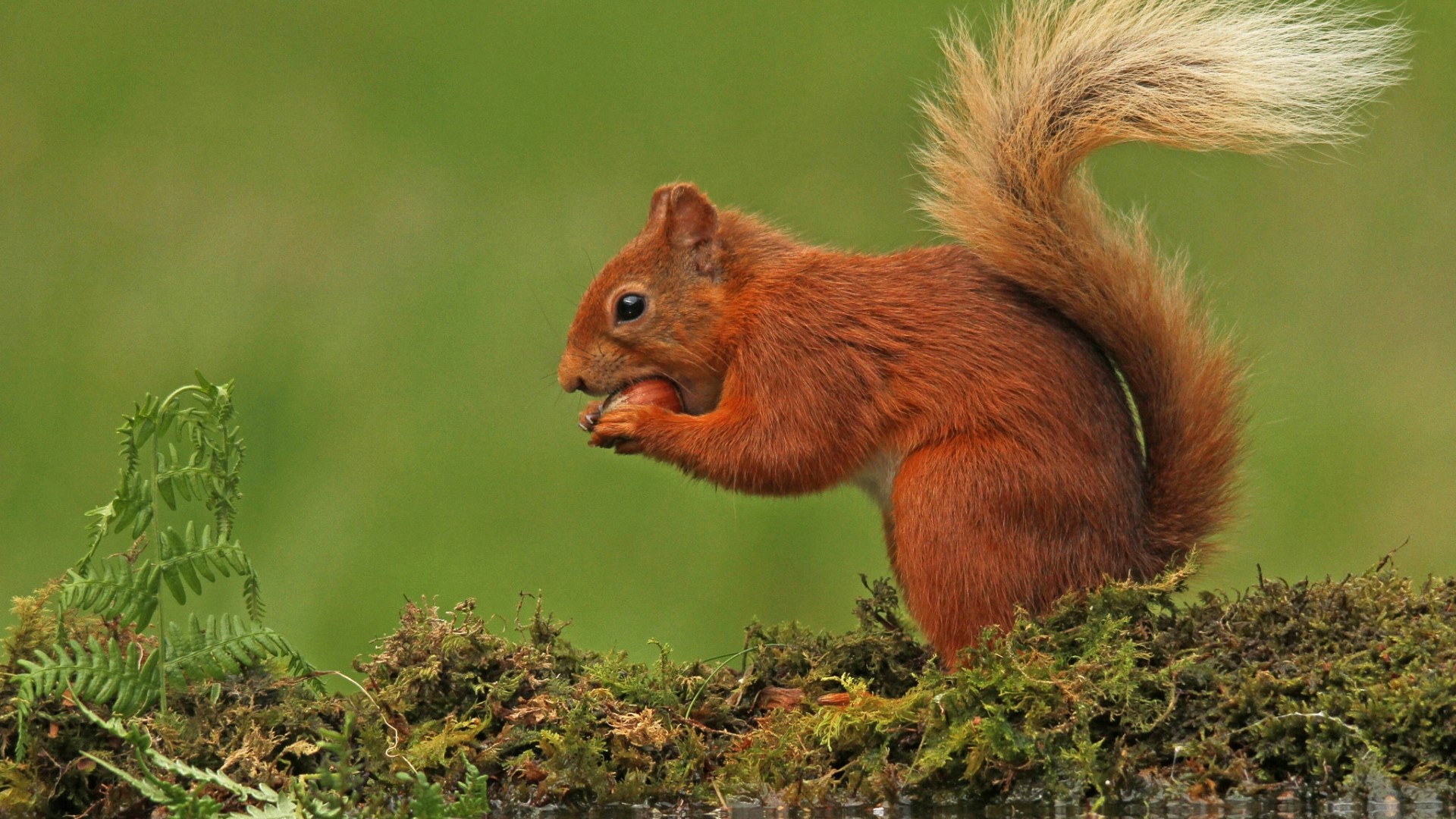 Red Squirrel Eating a Nut on Mossy Log HD Wallpaper