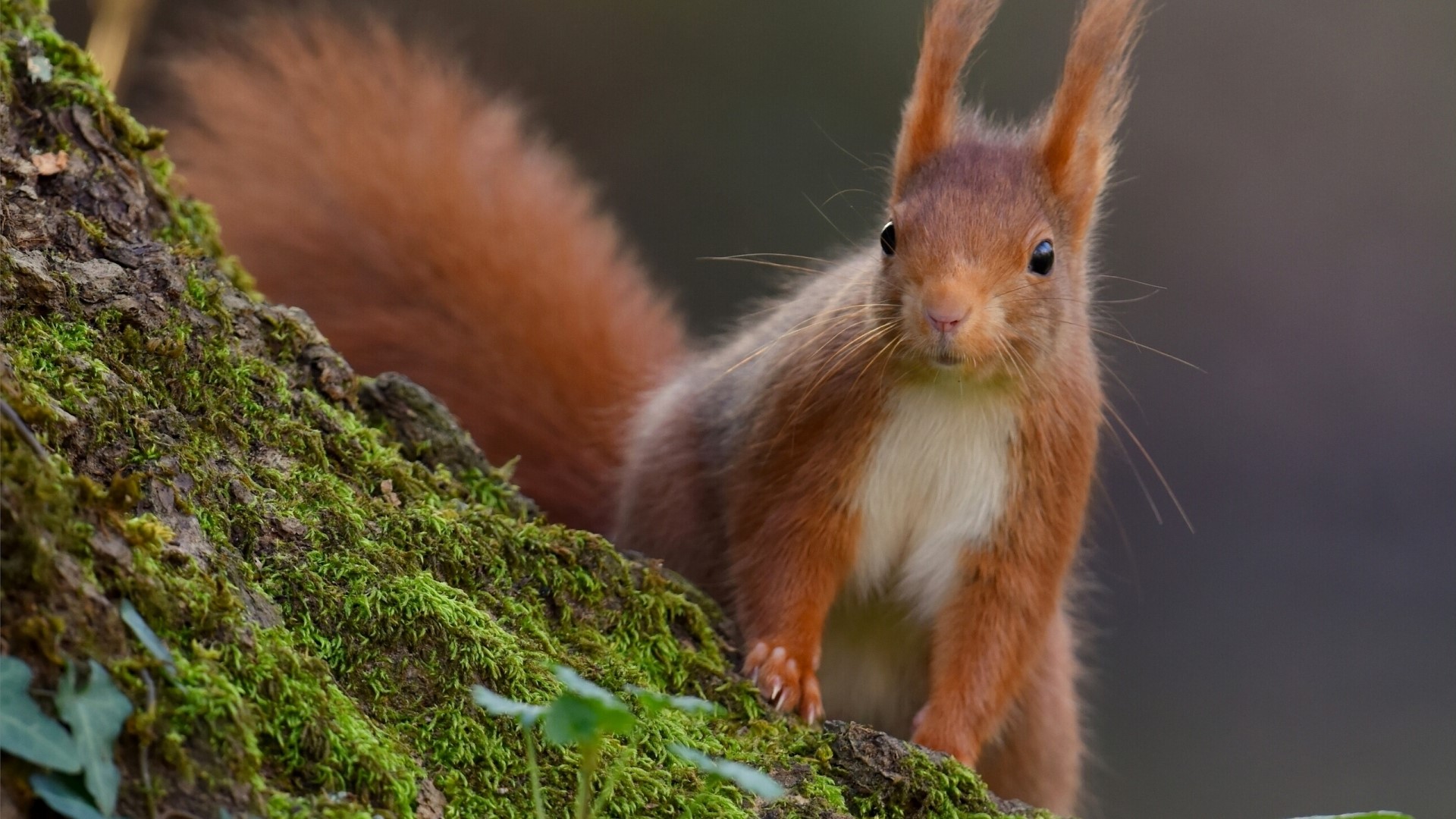 Red squirrel on a mossy tree trunk HD Wallpaper