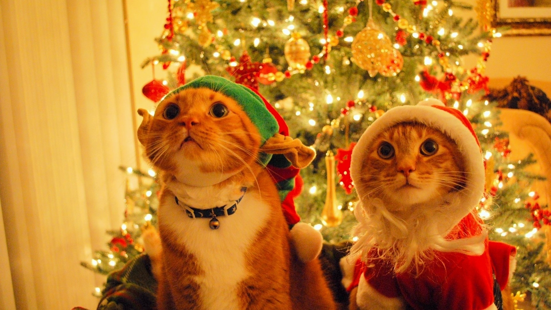 Two cats in Christmas costumes by a tree HD Wallpaper