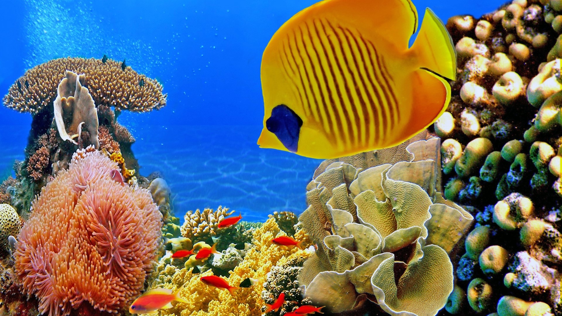Underwater world with coral reef and fish HD Wallpaper