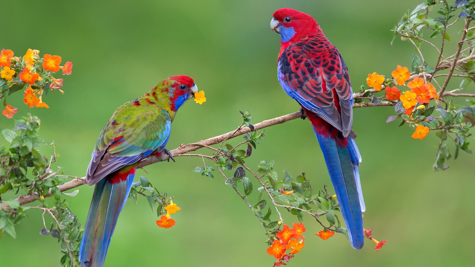 Two colorful parrots on a branch with flowers HD Wallpaper