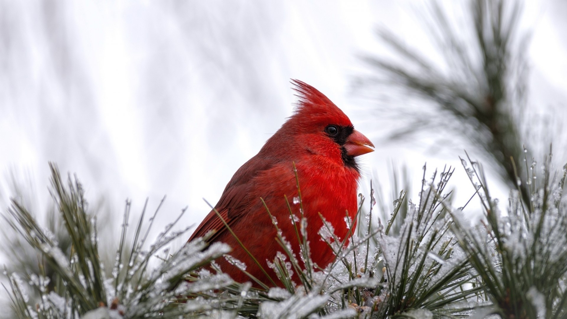 Red cardinal perched on a snowy pine branch HD Wallpaper