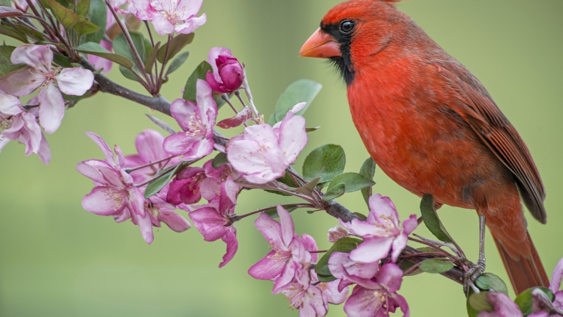 Red cardinal on a flowering branch HD Wallpaper