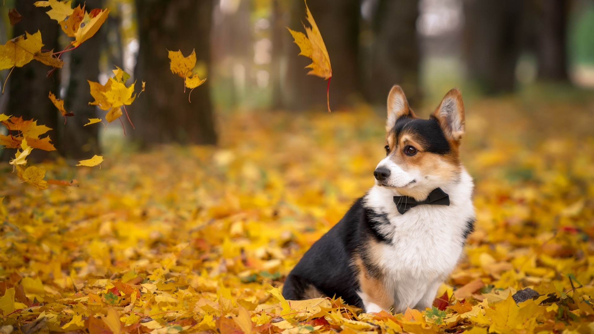 Tricolor Corgi wearing a bow tie in autumn leaves HD Wallpaper