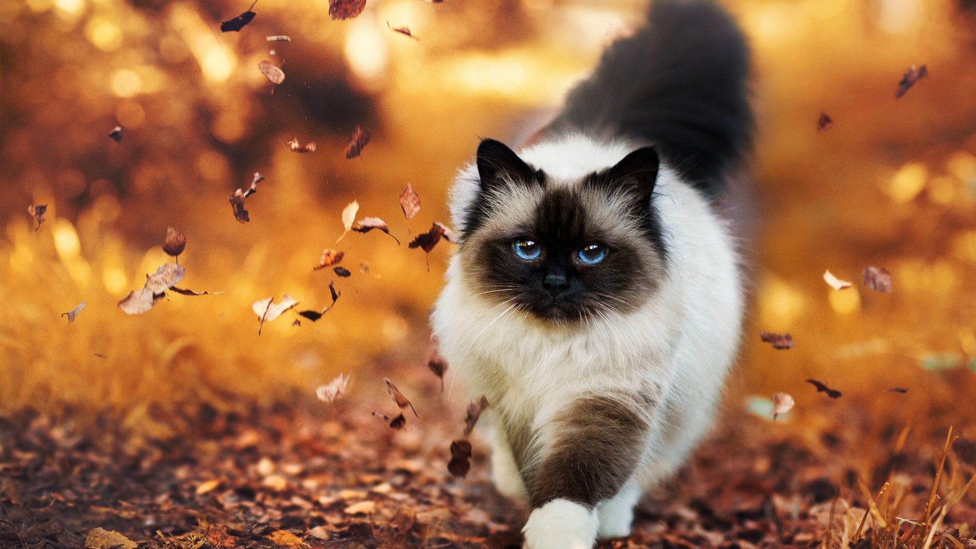 A fluffy cat with blue eyes walks through fallen leaves HD Wallpaper