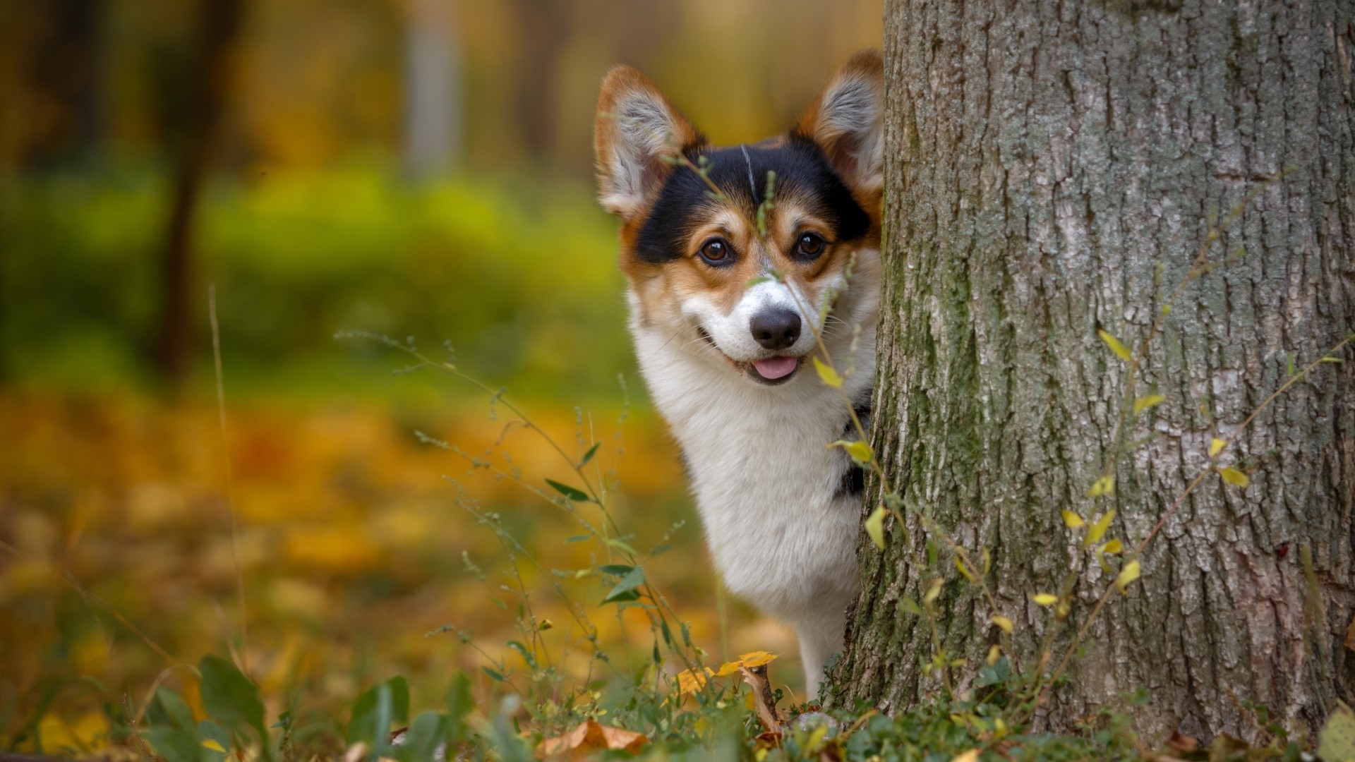 Pembroke Welsh Corgi peeking from behind a tree HD Wallpaper