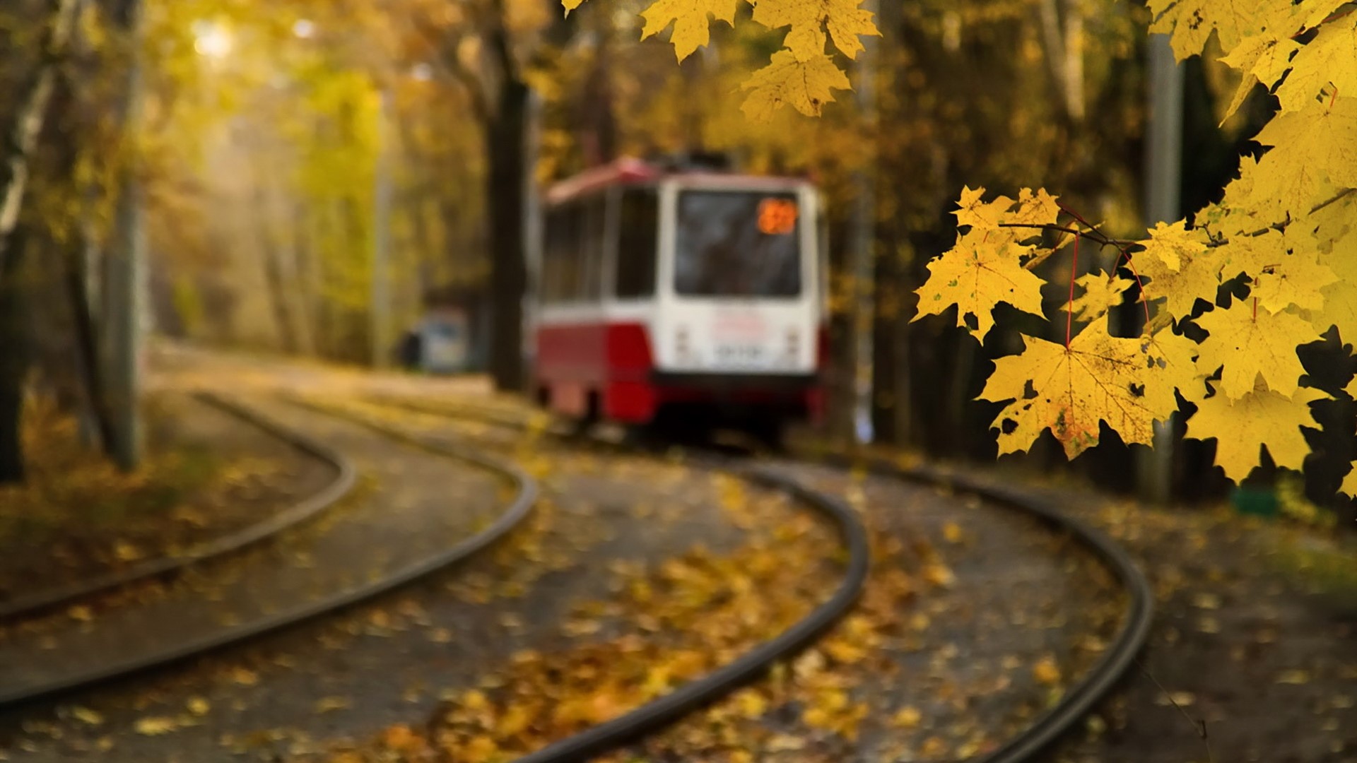 Tram on tracks in autumn forest with yellow leaves HD Wallpaper