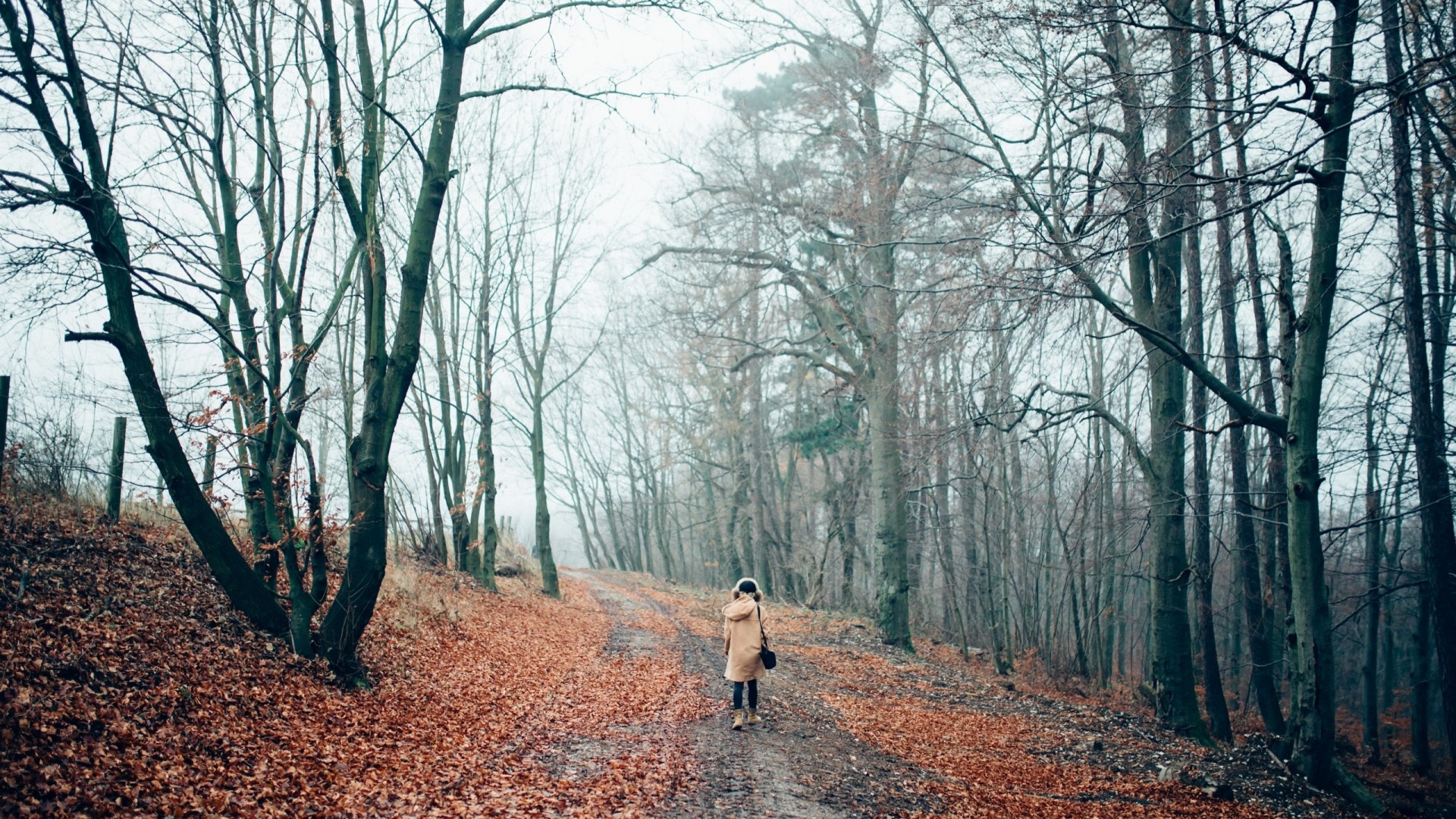 Person walking on a path in an autumn forest HD Wallpaper