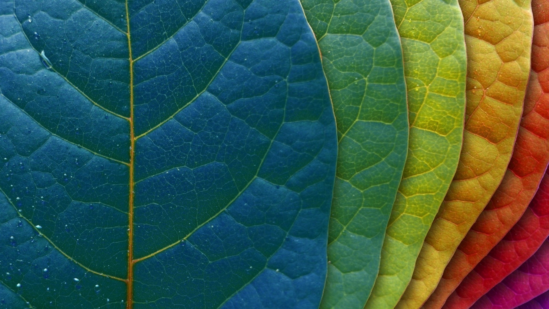 Colorful leaves in a rainbow gradient HD Wallpaper