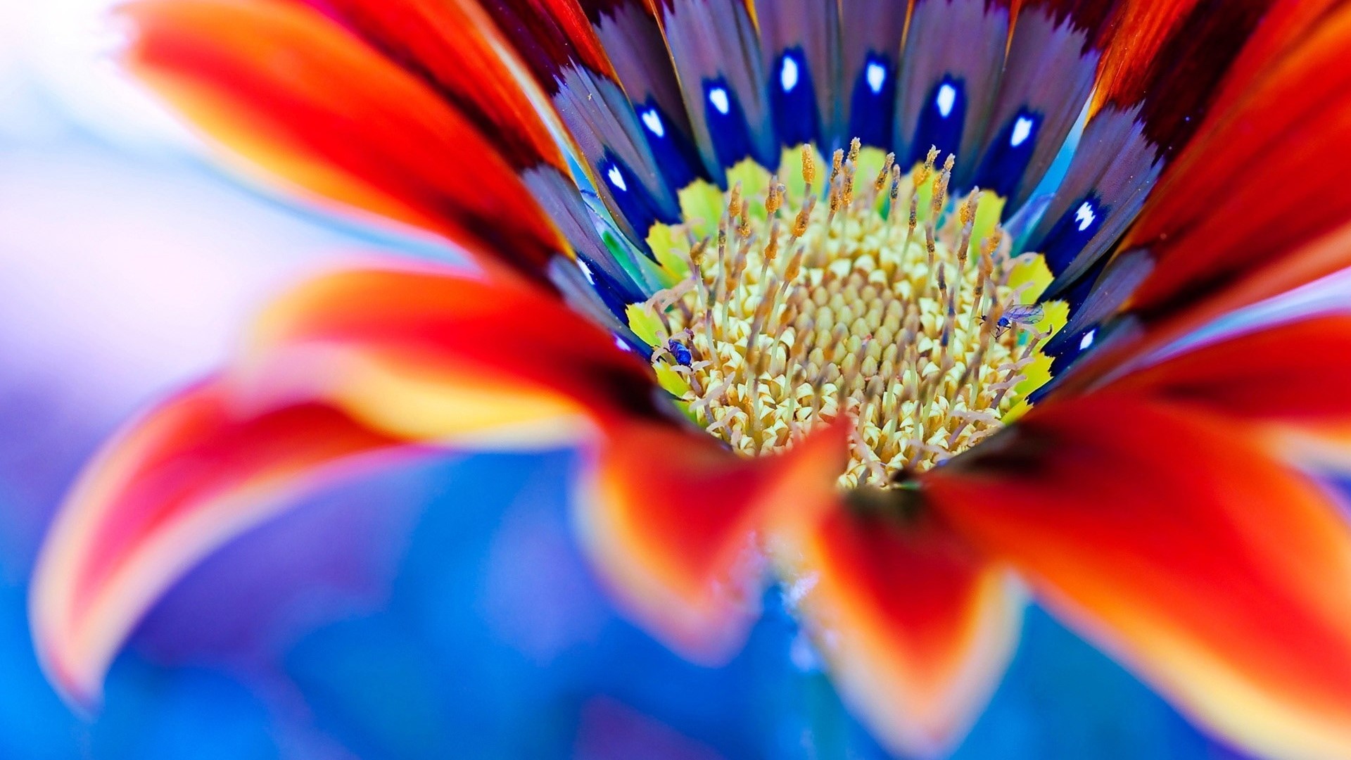 Close-up of a colorful Gazania flower HD Wallpaper
