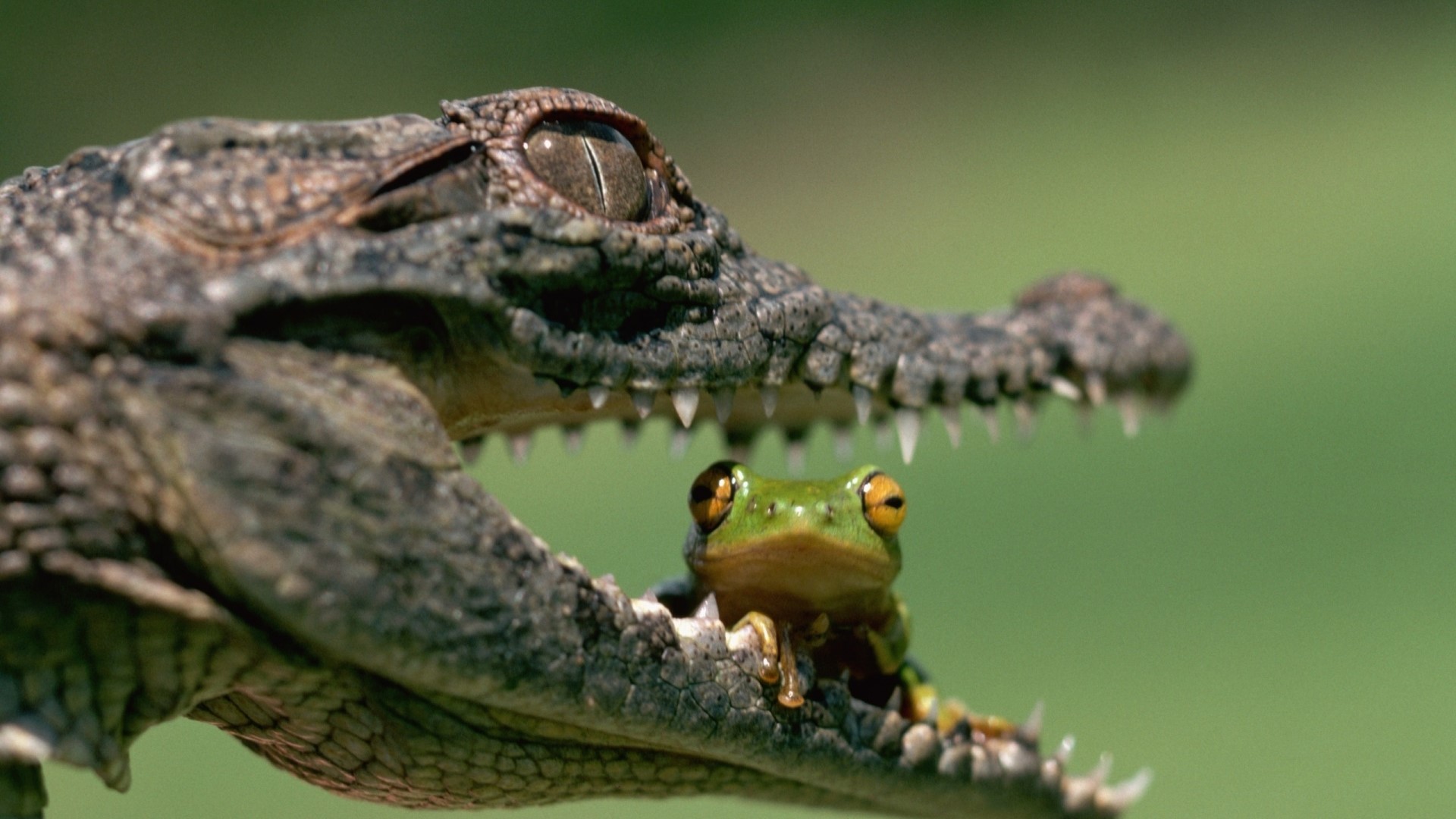 Frog sitting in a crocodile's mouth HD Wallpaper