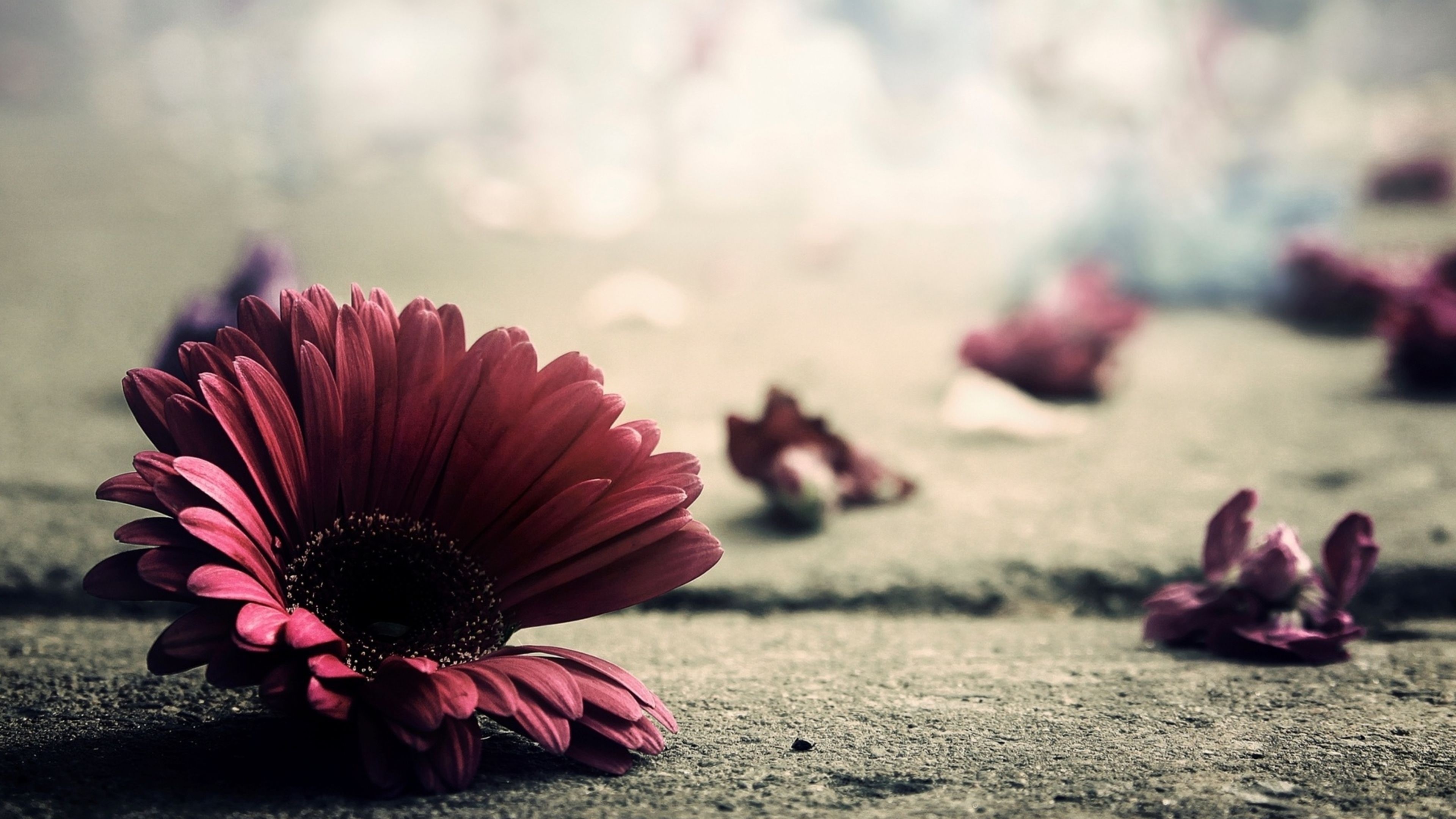 Pink Gerbera Daisy Petals on Road HD Wallpaper