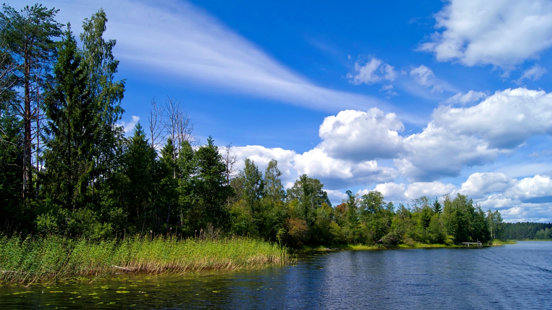 Summer lake with trees and blue sky HD Wallpaper