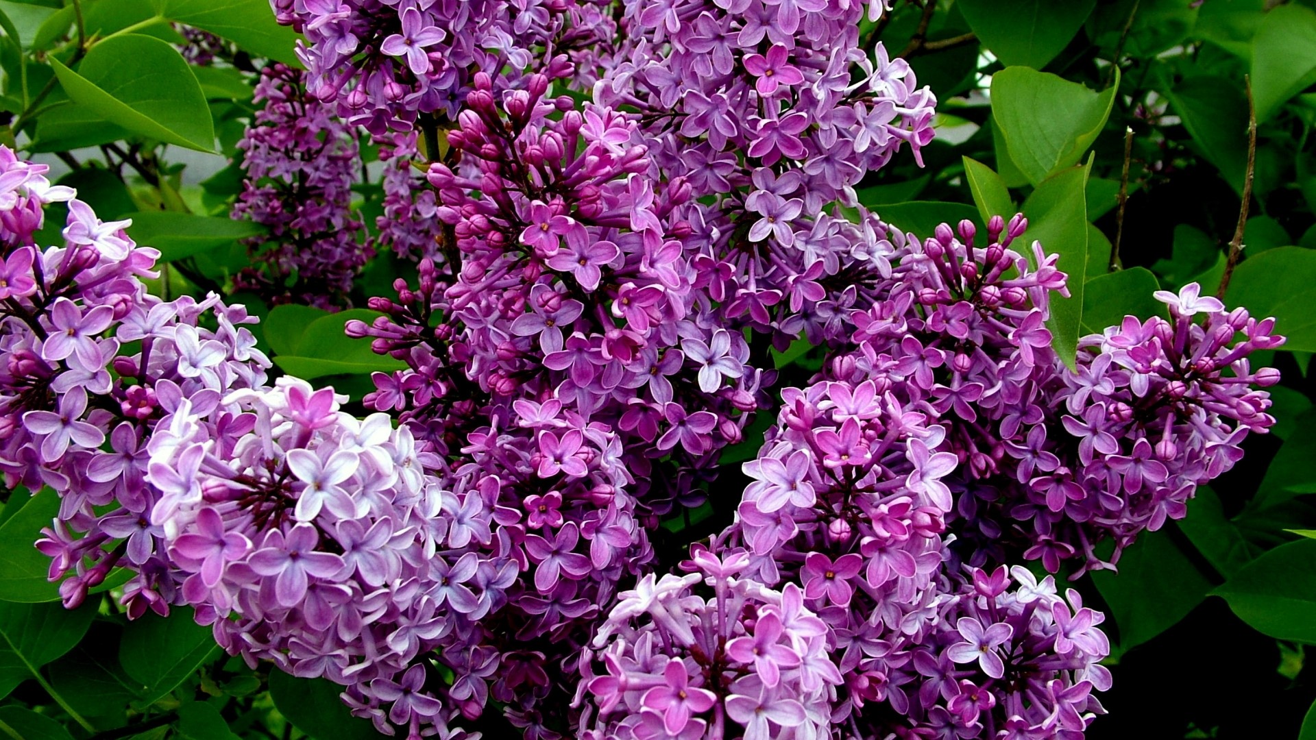 Purple Lilac Flowers HD Wallpaper