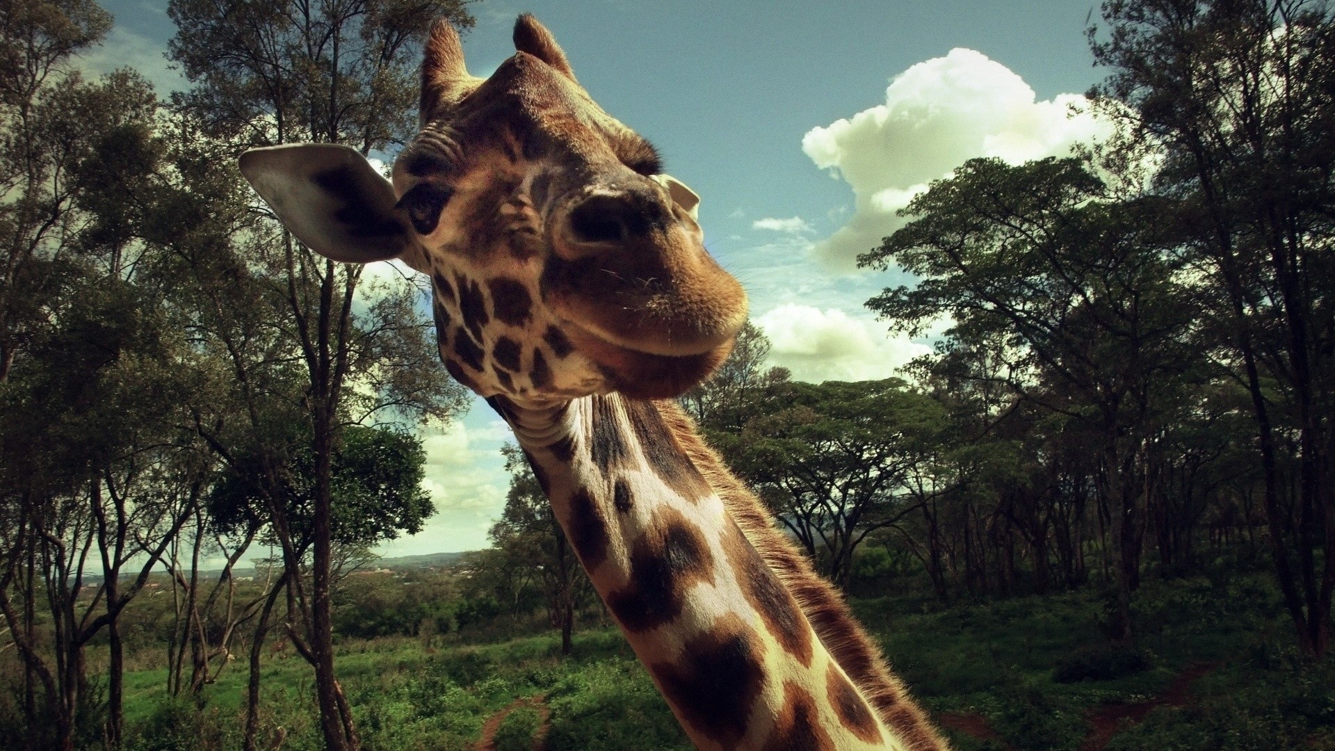Giraffe in a Forest HD Wallpaper