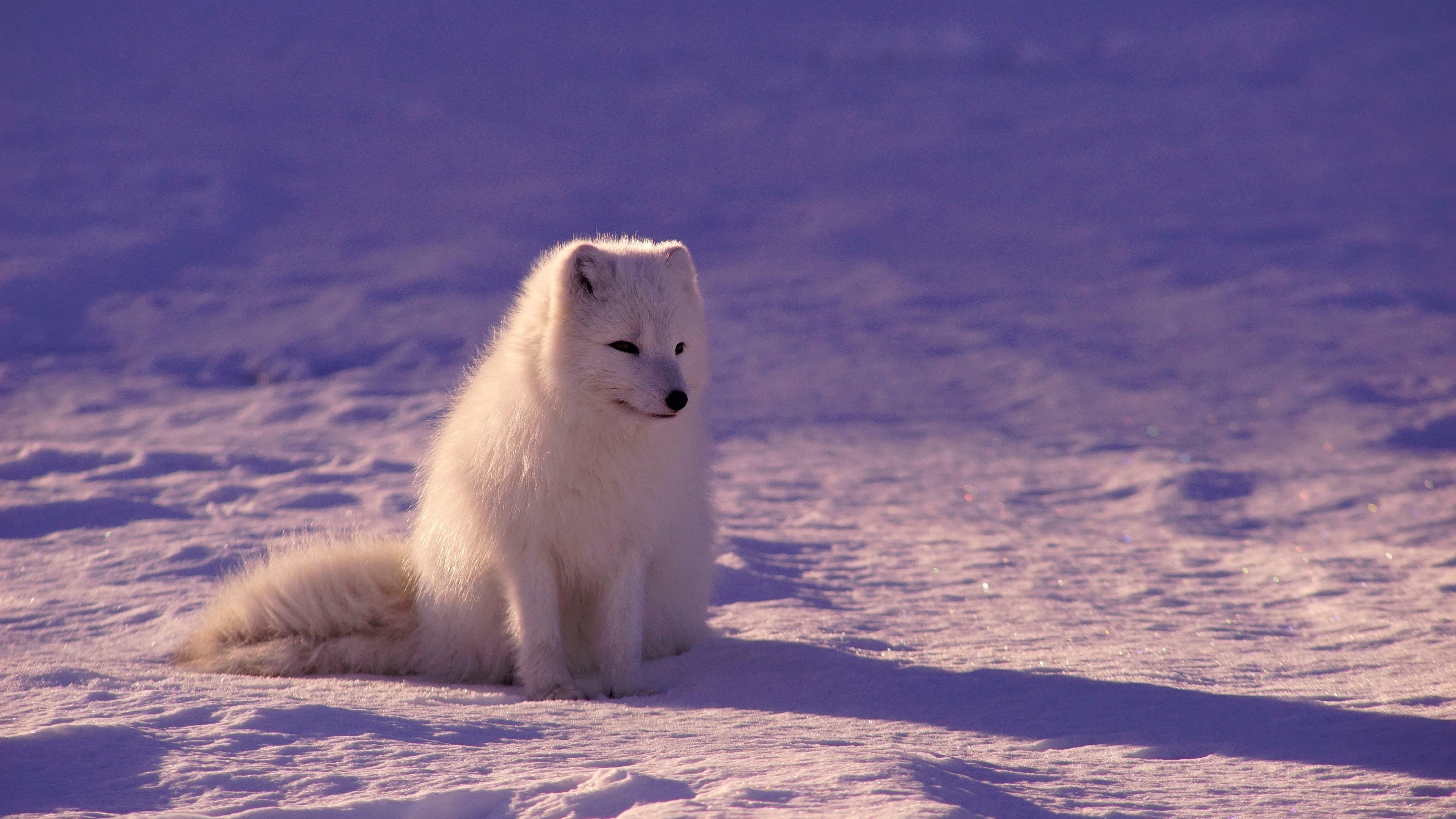 4K Arctic fox in snow HD Wallpaper