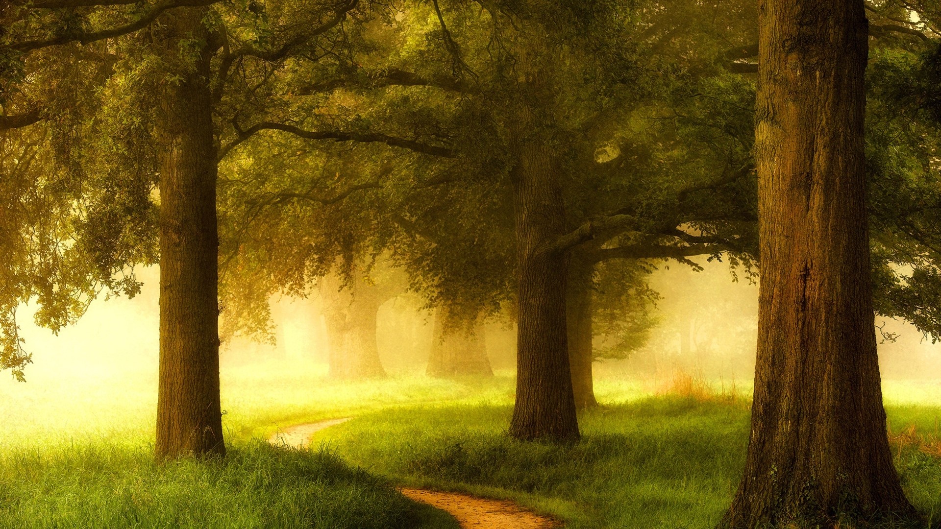 A winding path through a foggy forest with large trees HD Wallpaper