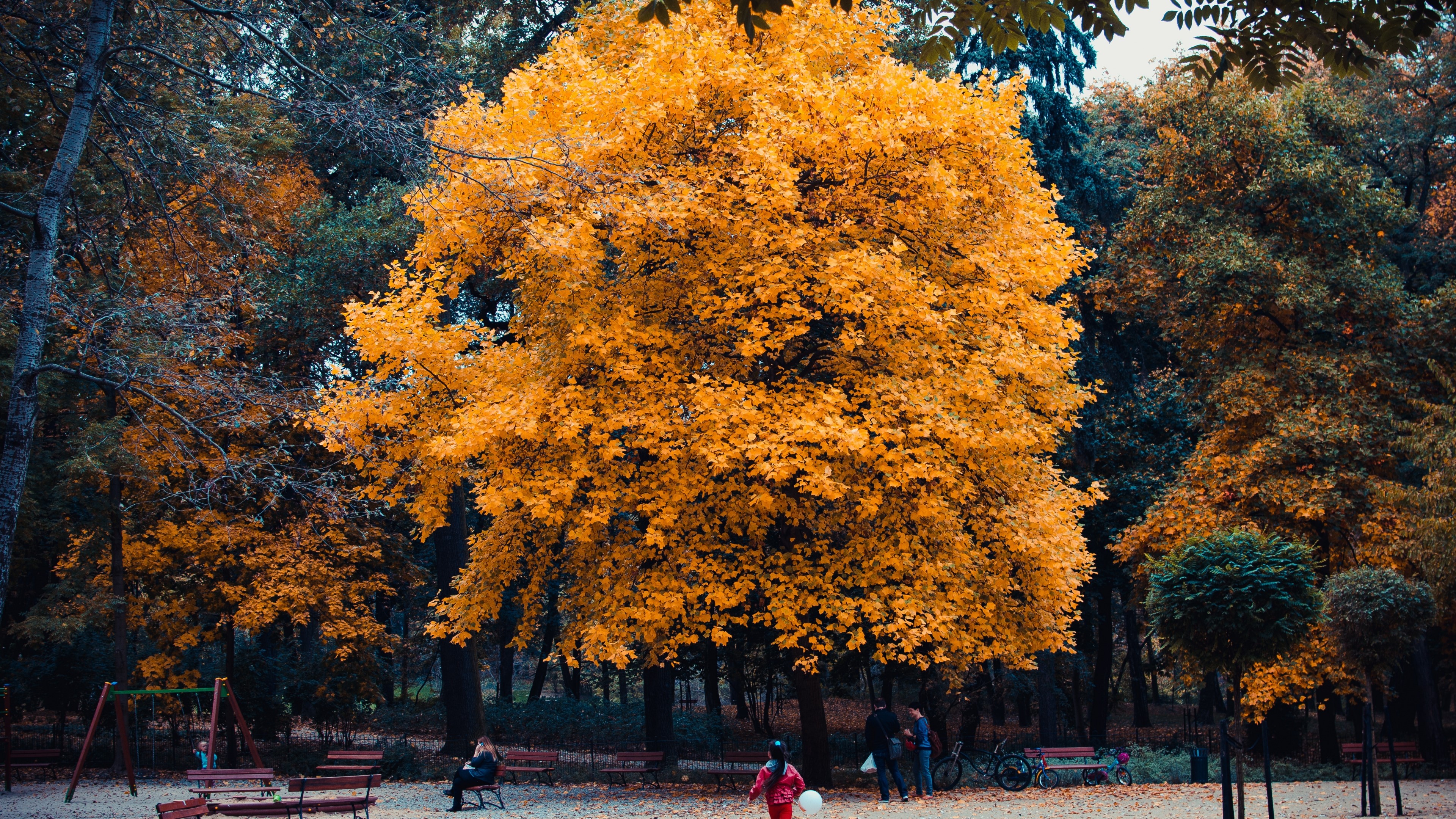 4K Golden autumn park HD Wallpaper