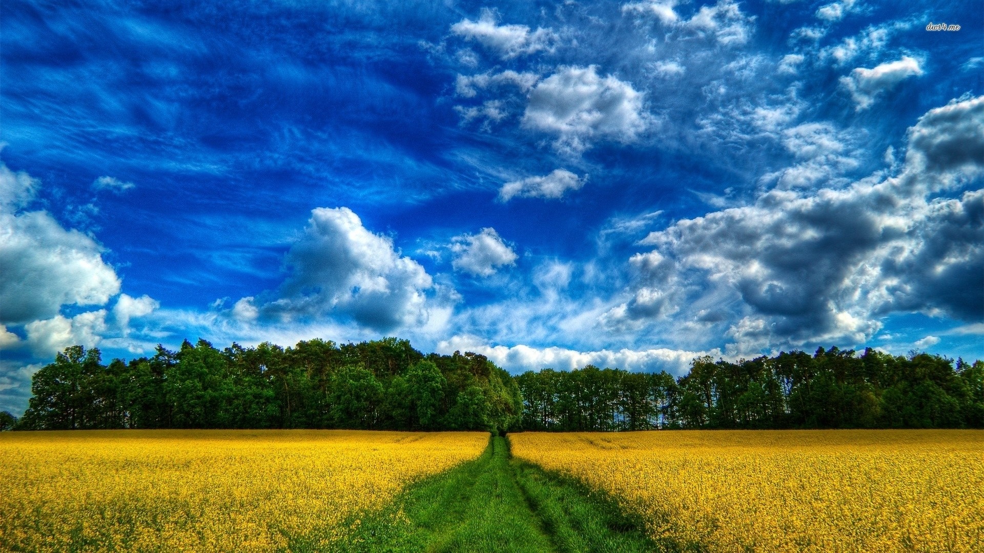 Yellow field under a blue sky with clouds HD Wallpaper