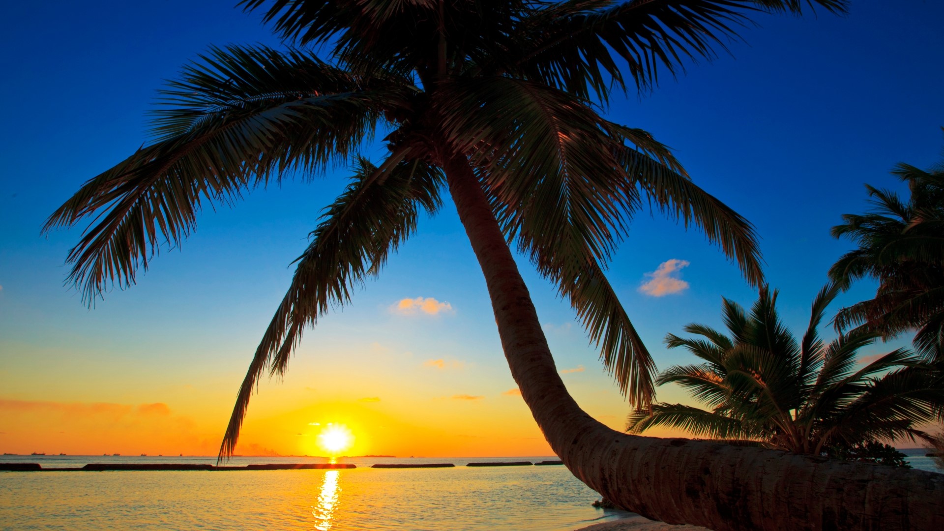 Palm trees at sunset over the ocean HD Wallpaper