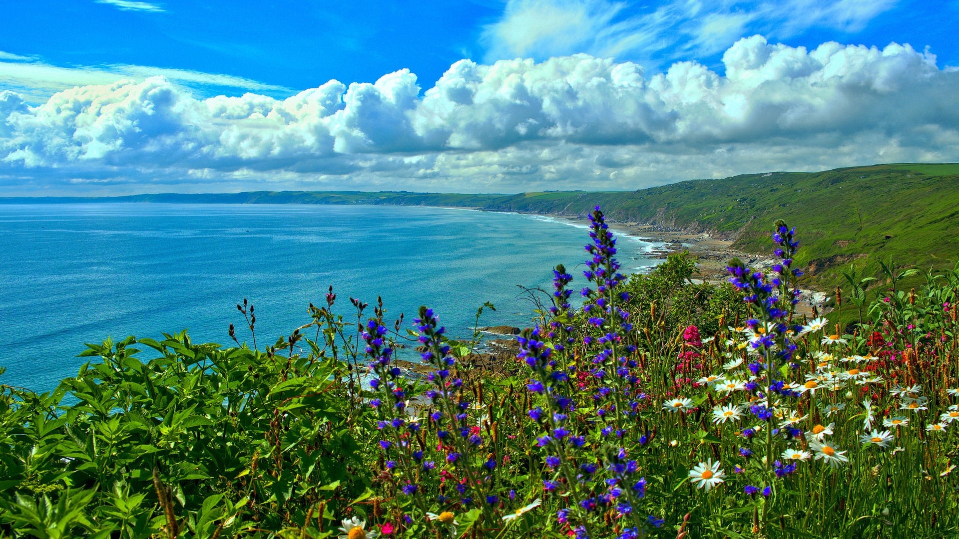 Coastal landscape with wildflowers and ocean HD Wallpaper